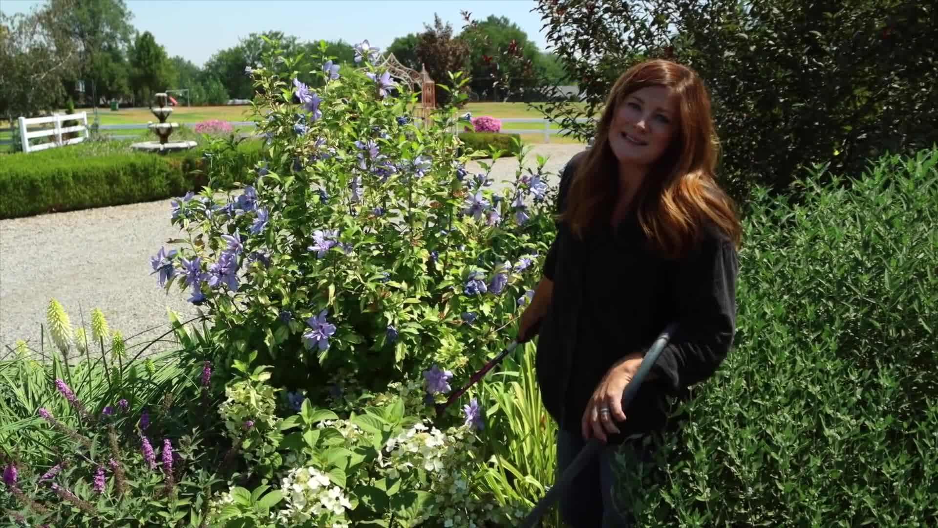 Applying Espoma Iron Tone to the soil