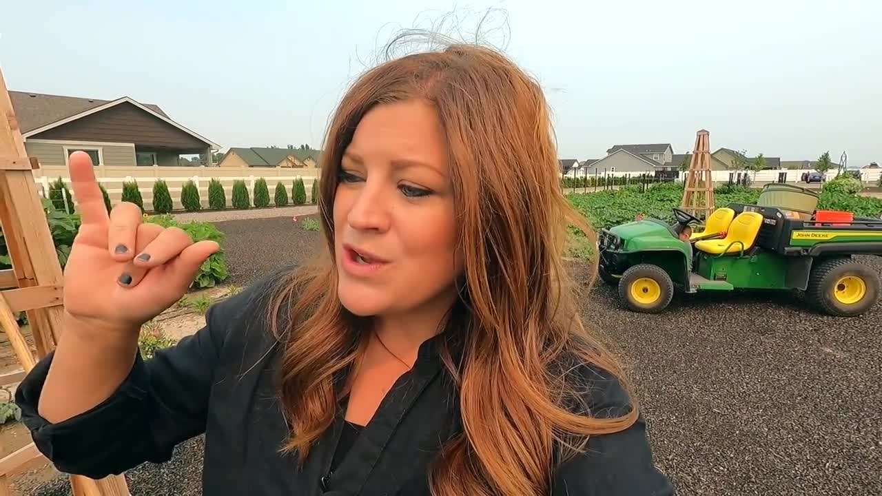 Fresh Jalapeño Harvest from the Garden