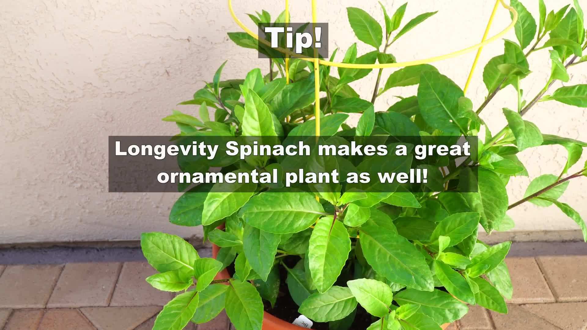 Sowing longevity spinach seeds