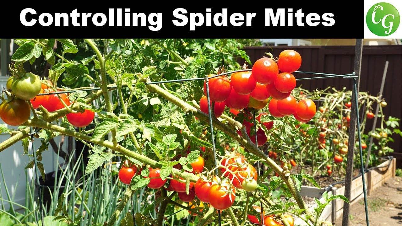 Controlling Spider Mites in Your Garden - Tomato & Eggplant Spider Mite Control