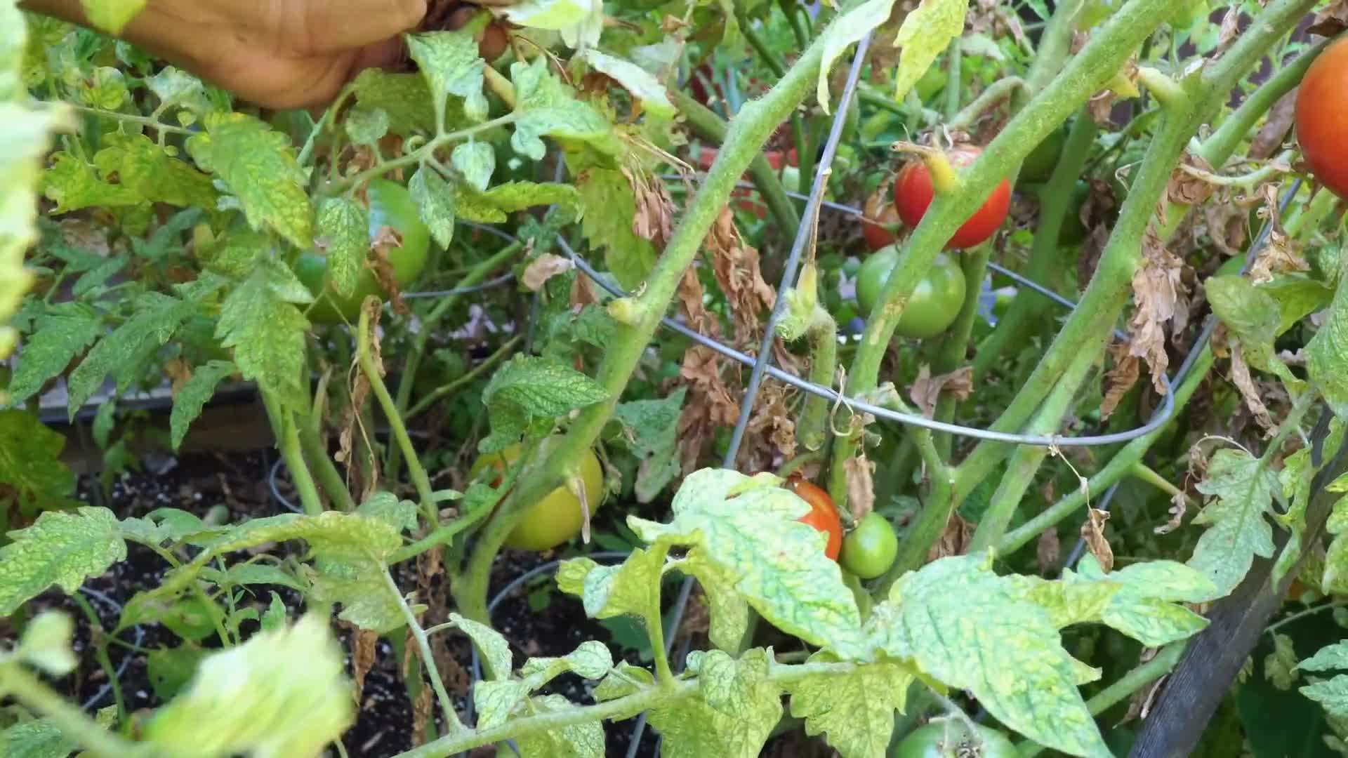 Discolored Leaves - Sign of Spider Mite Infestation