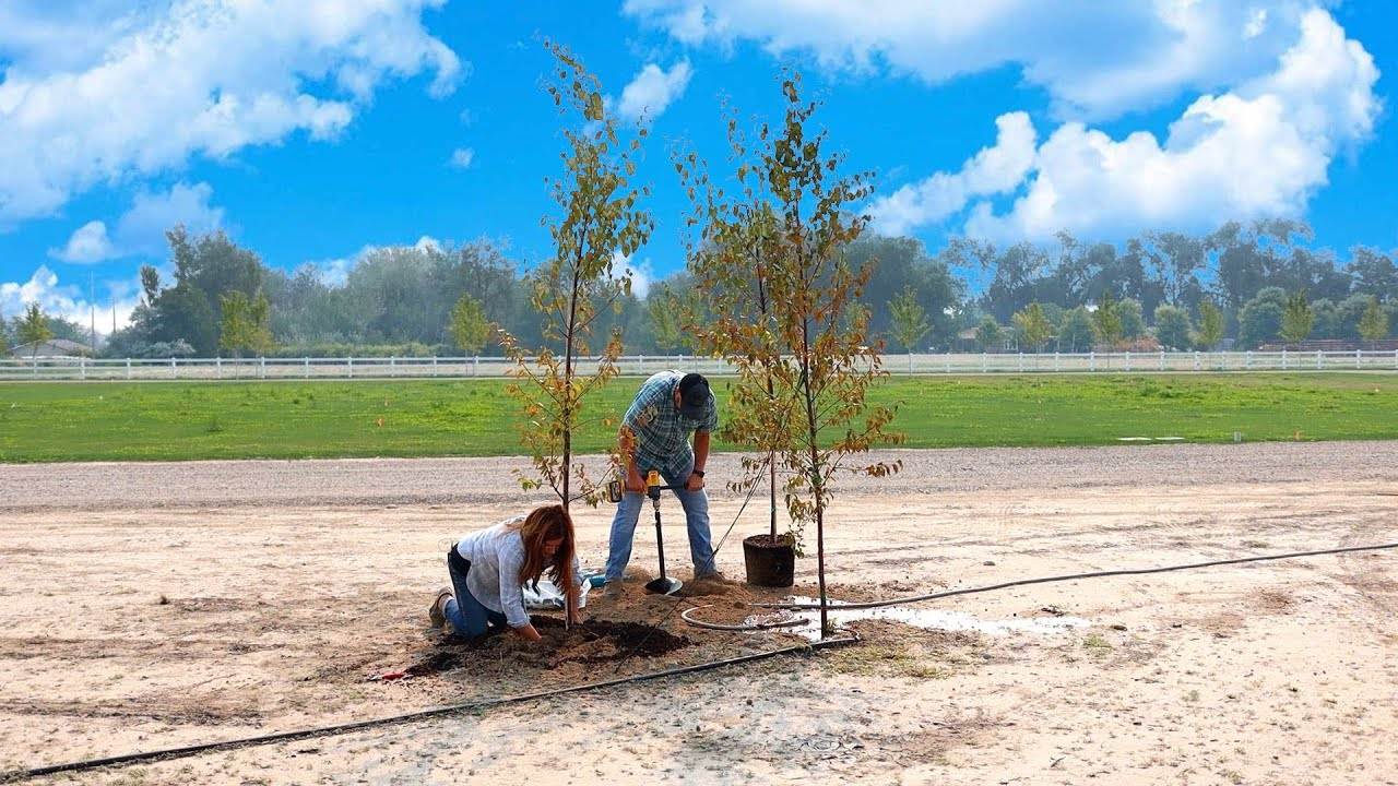 Planting One Pine & Two Birch Trees for a Beautiful Garden