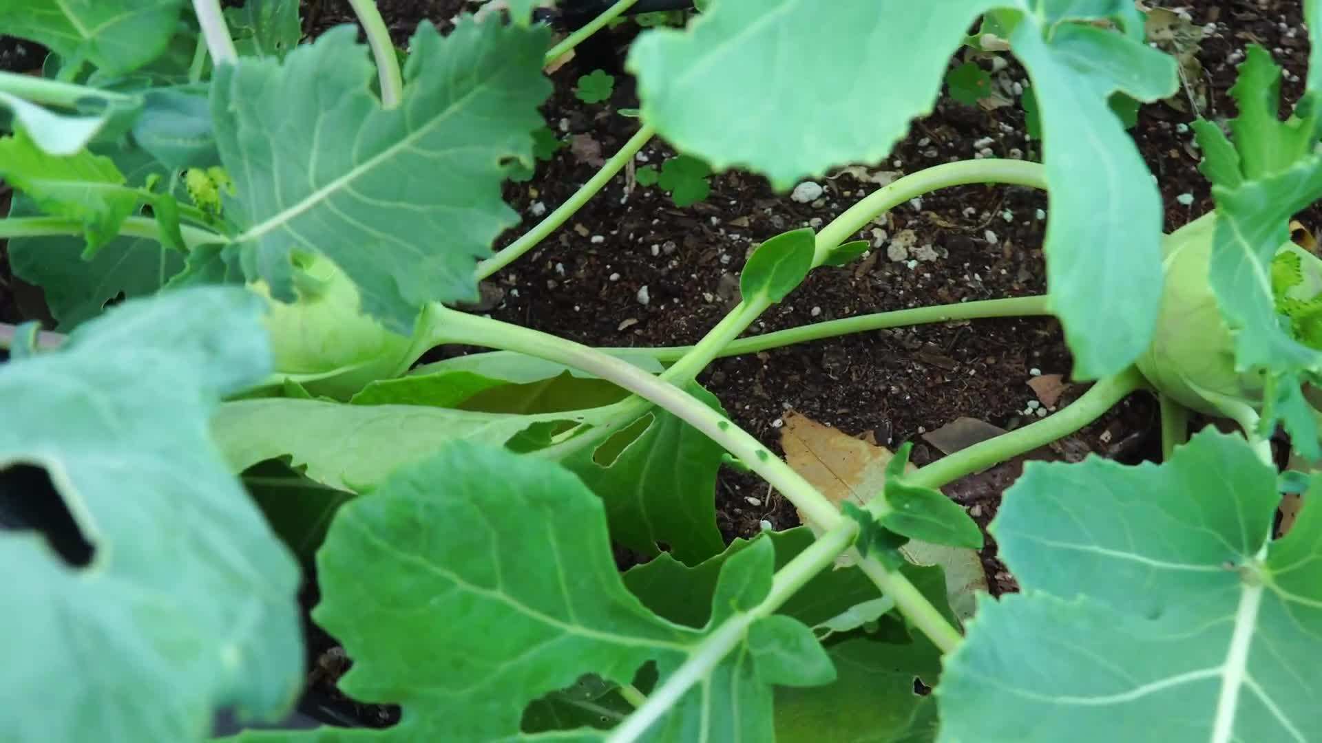 Colorful holly bushes creating a vibrant landscape
