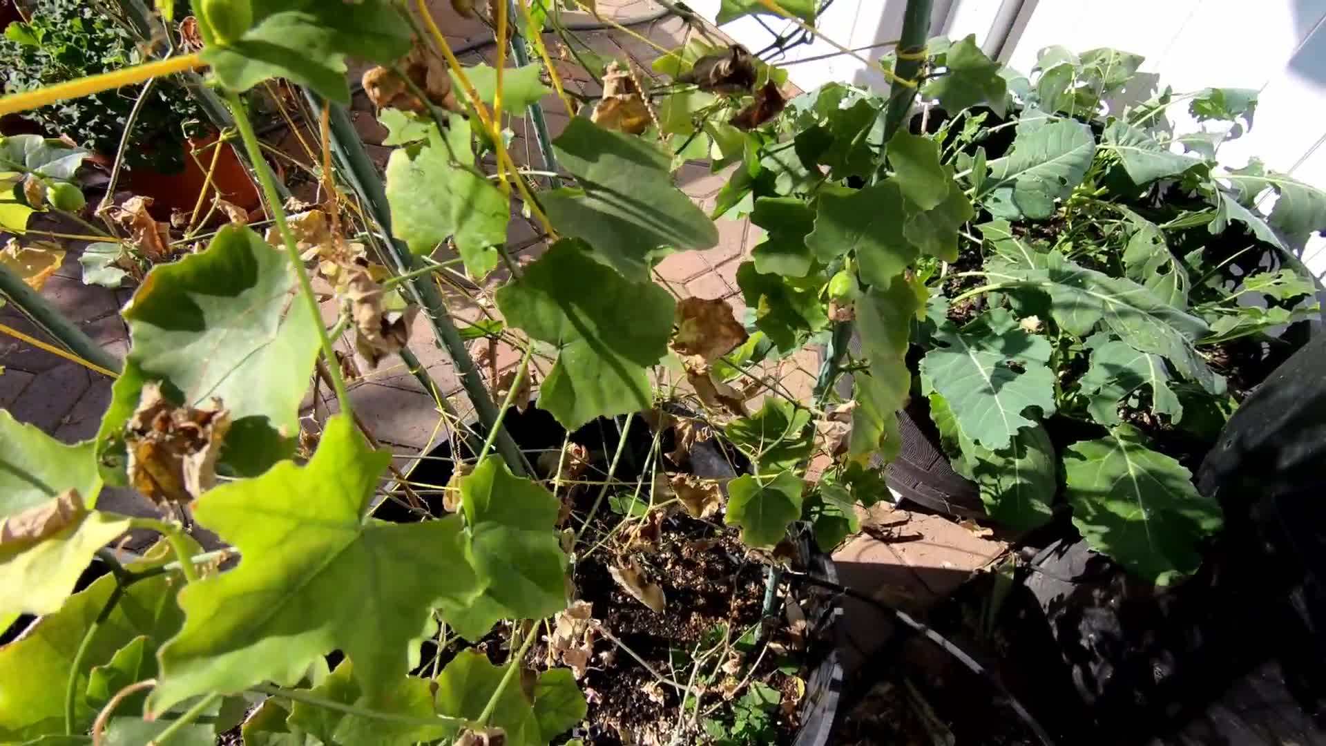 Protecting delicate plants with frost blankets