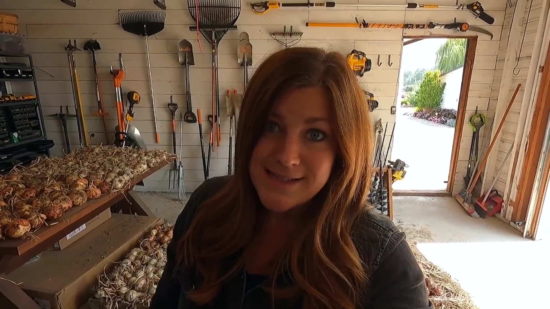Trimming the tops of onions and stems of potato plants