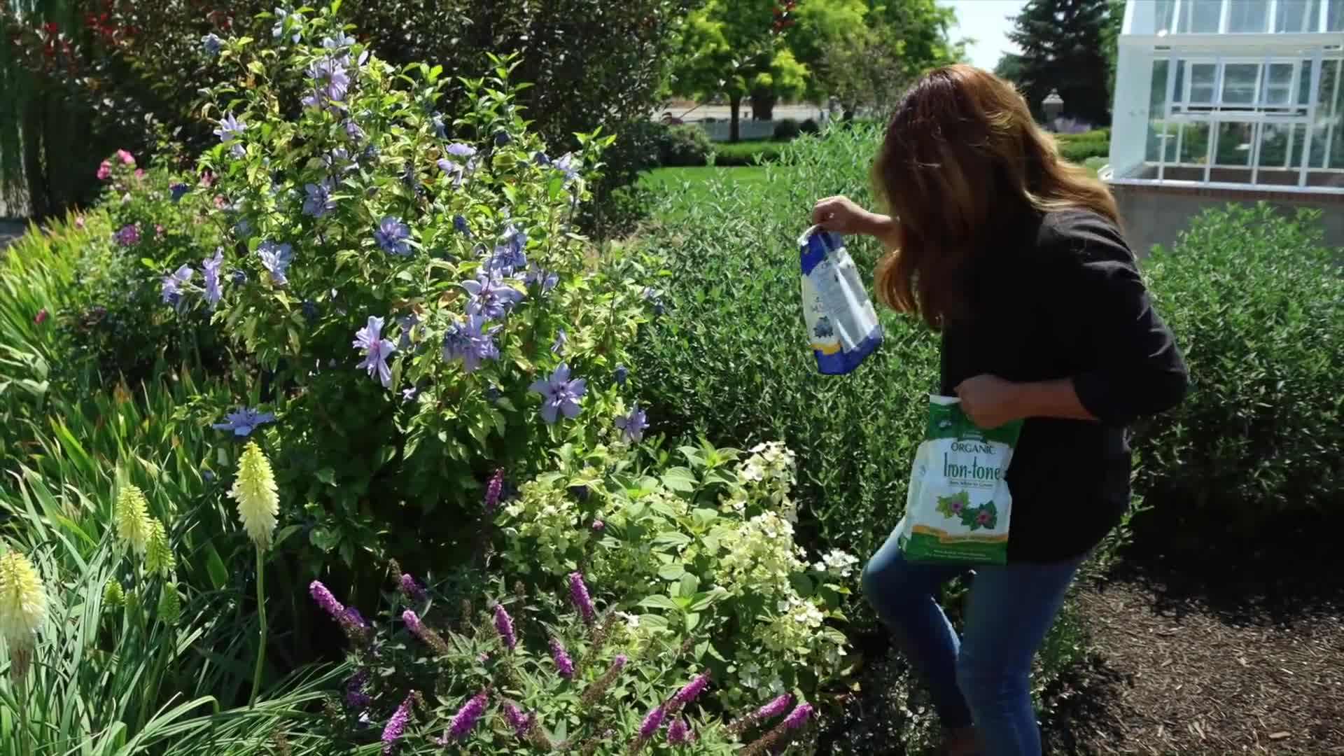 Mixing iron chelate with water for application