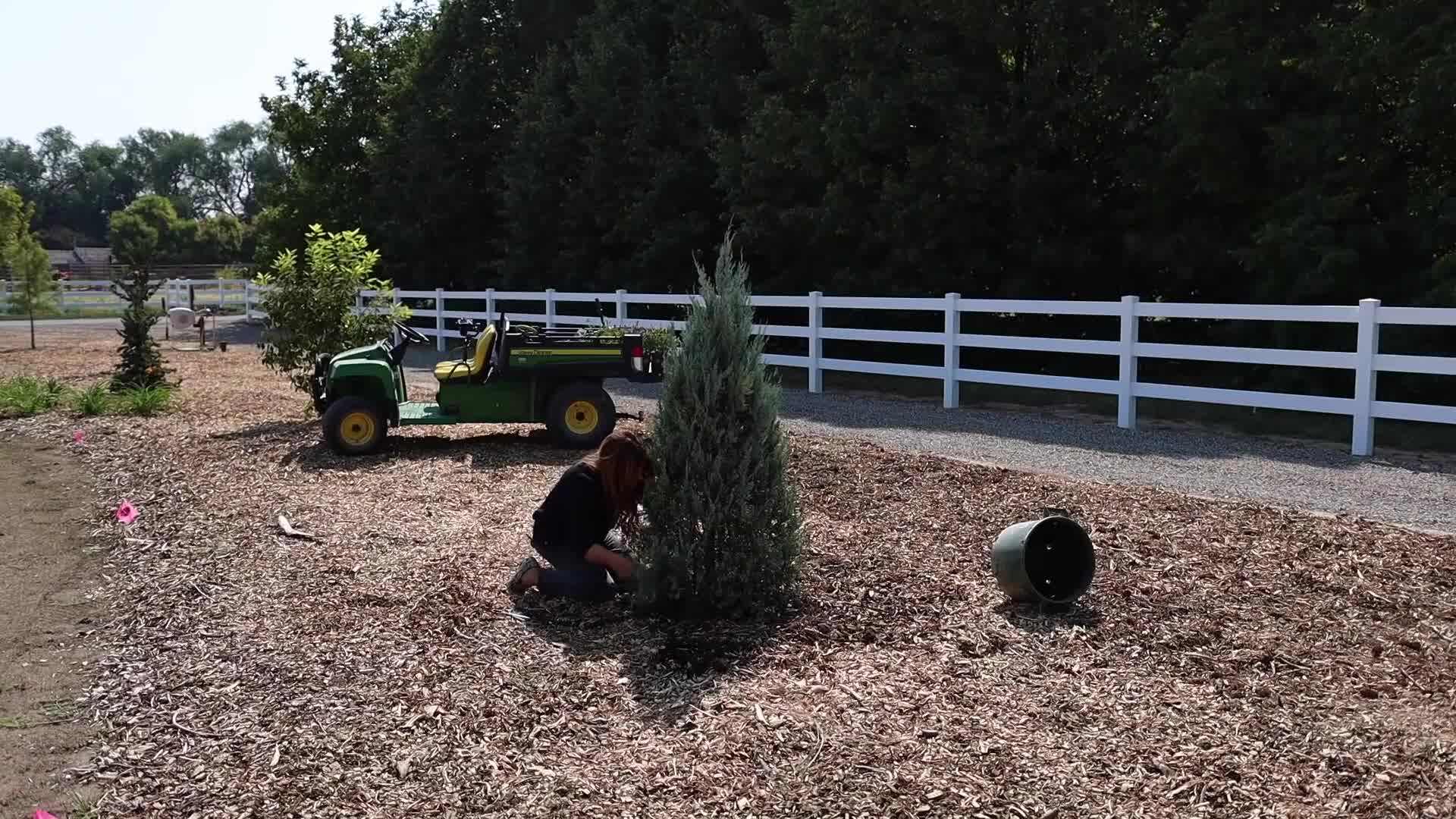 Planting the Blue Blazes Hyssop