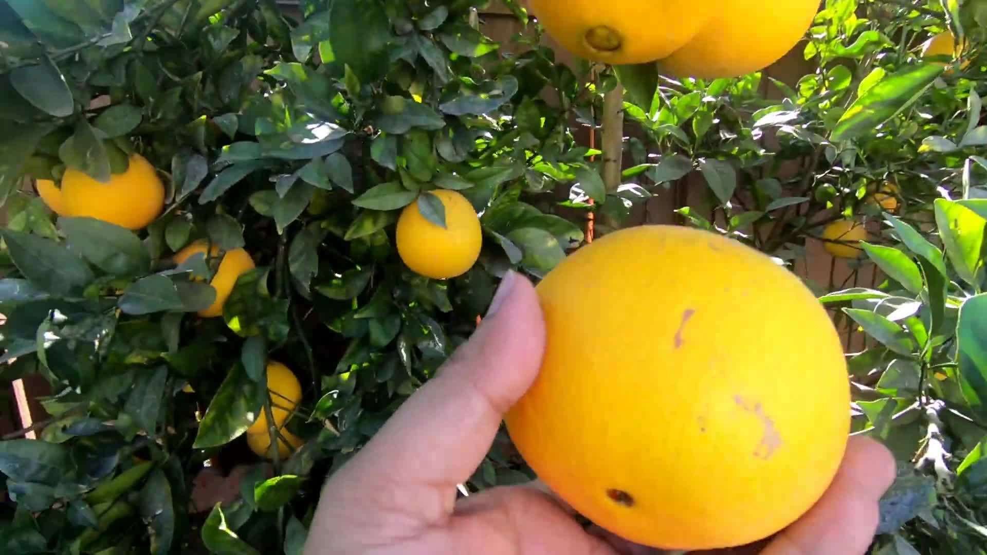 Using organic fertilizers for a greener garden