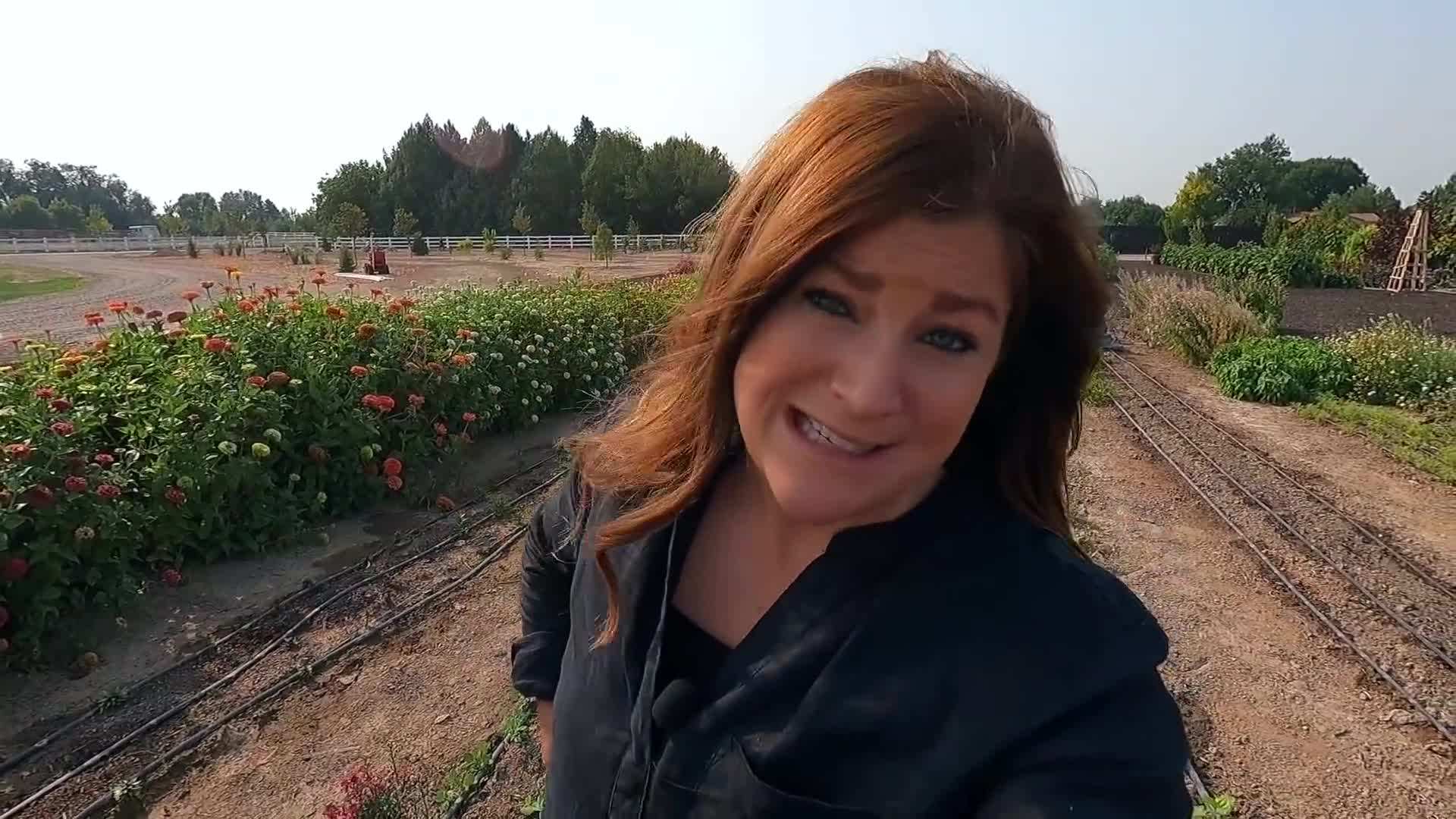 Trimming the roots of cured onions and potatoes