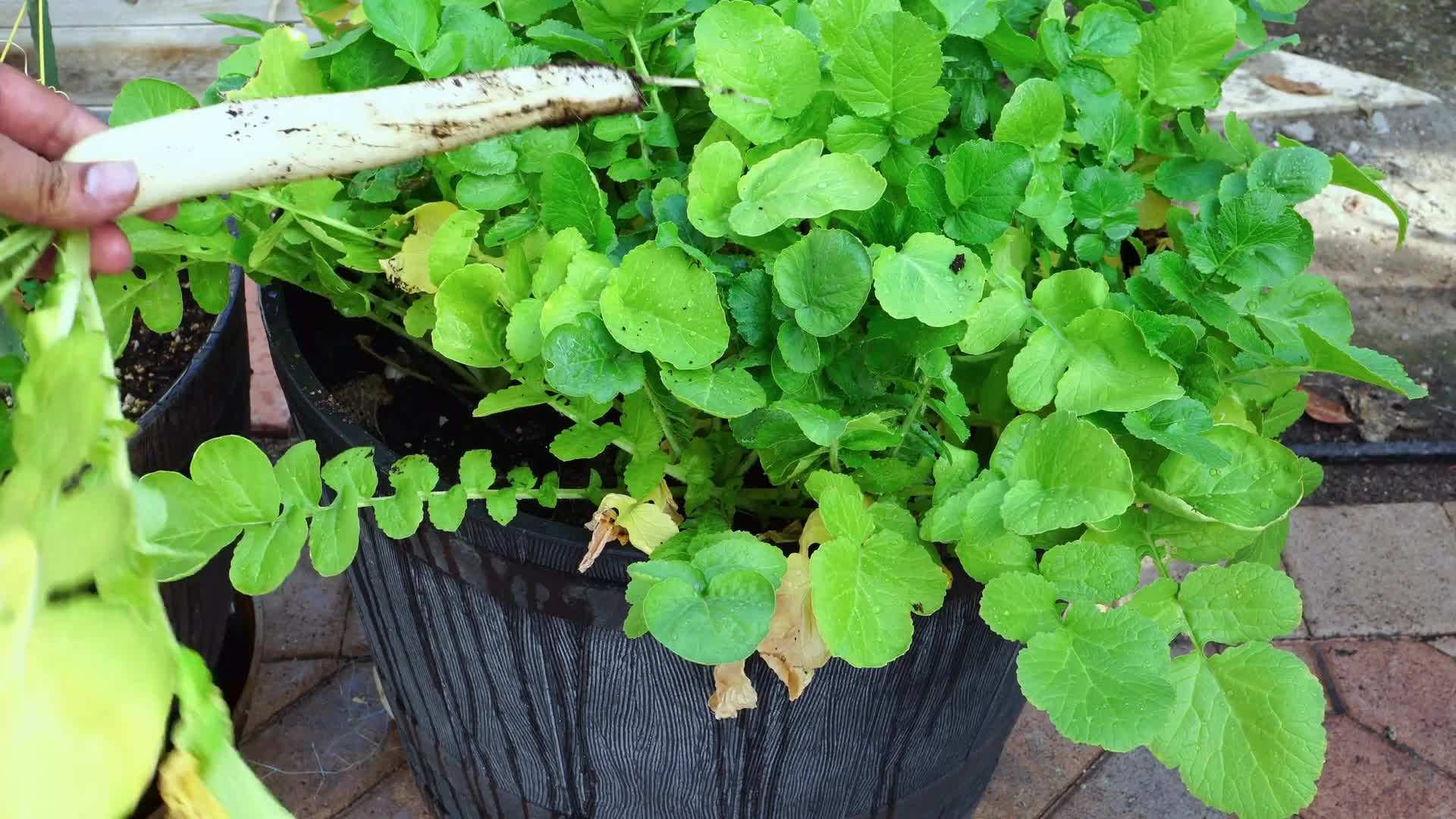 Growing nutritious cool-season vegetables