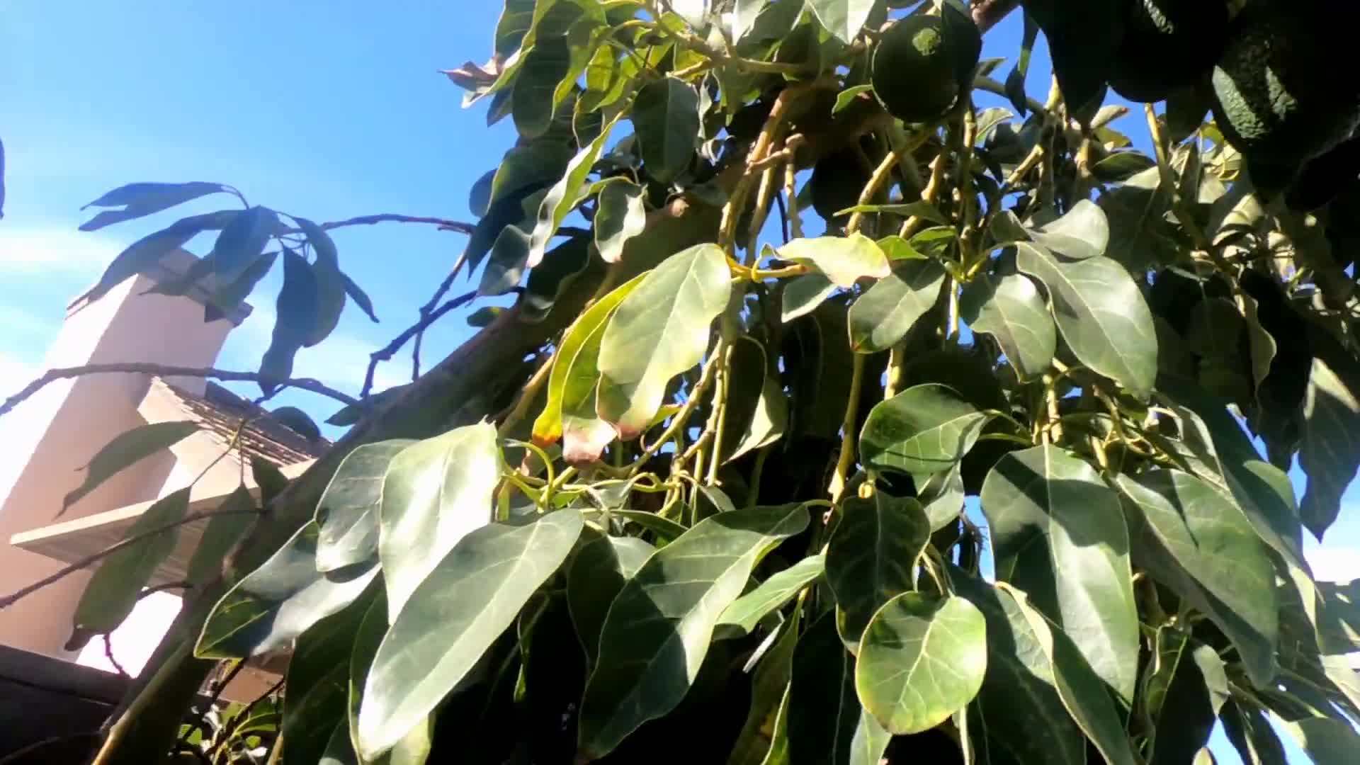 Beautiful Christmas cacti blooming with joy