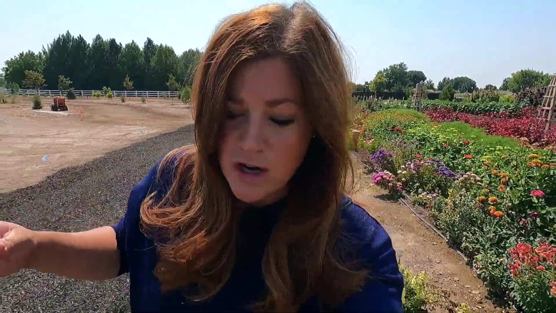 Removing spent summer flowers