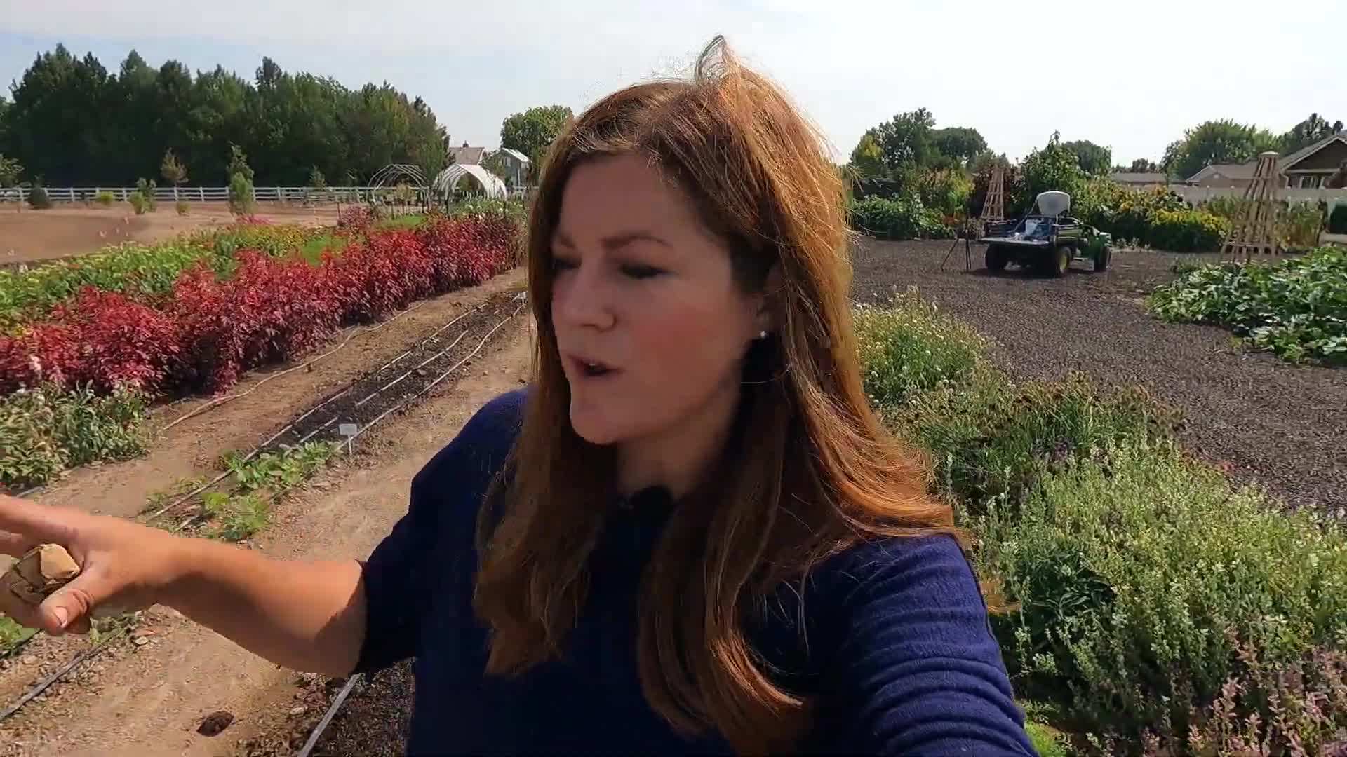 Harvesting fall crops