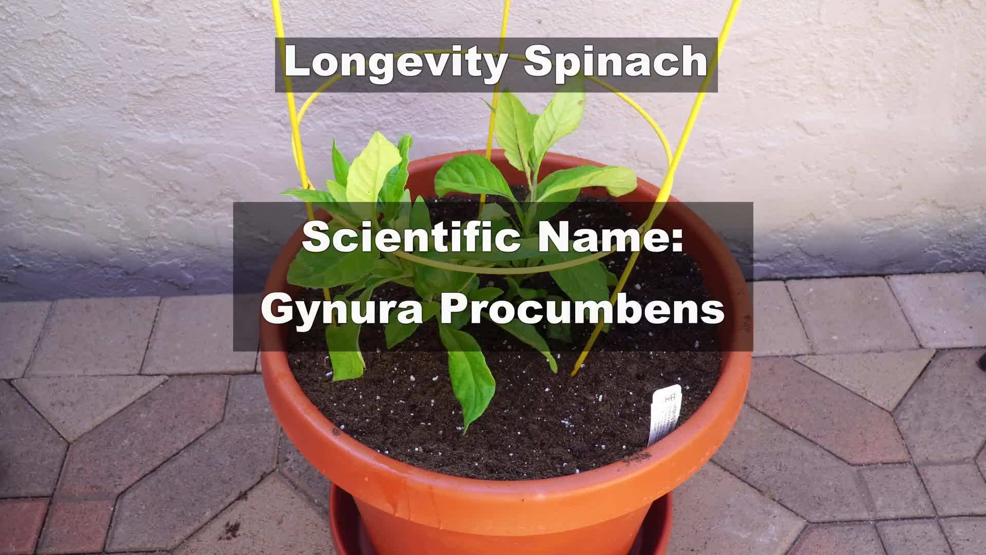 Longevity spinach - A superfood for health and wellness