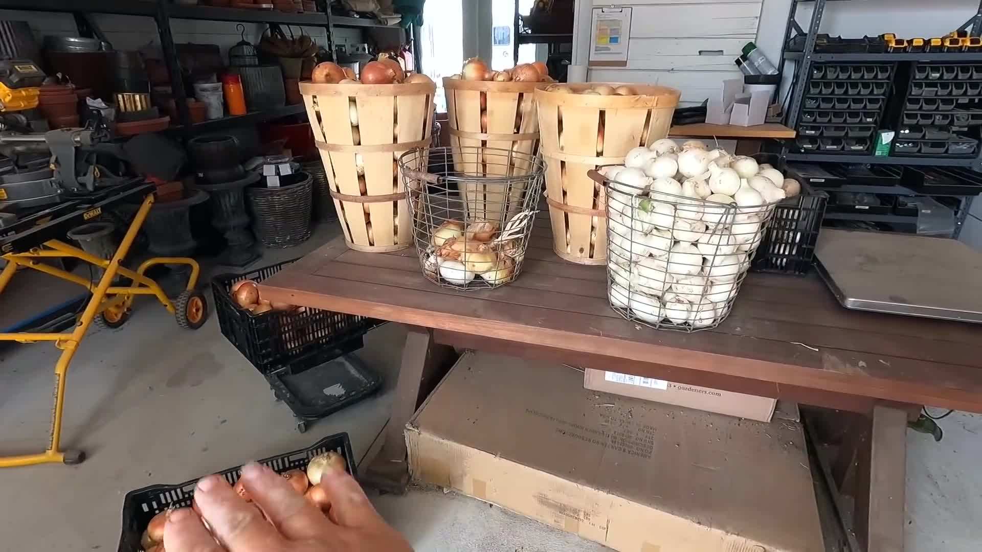 Curing onions and potatoes