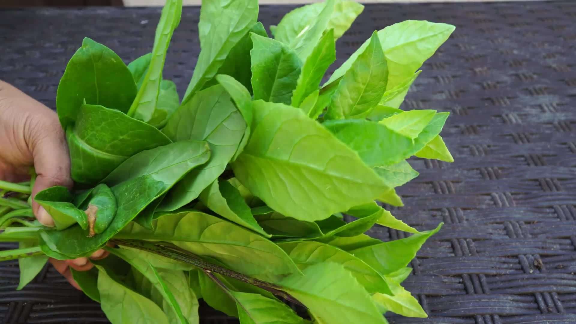 Growing longevity spinach in your home garden
