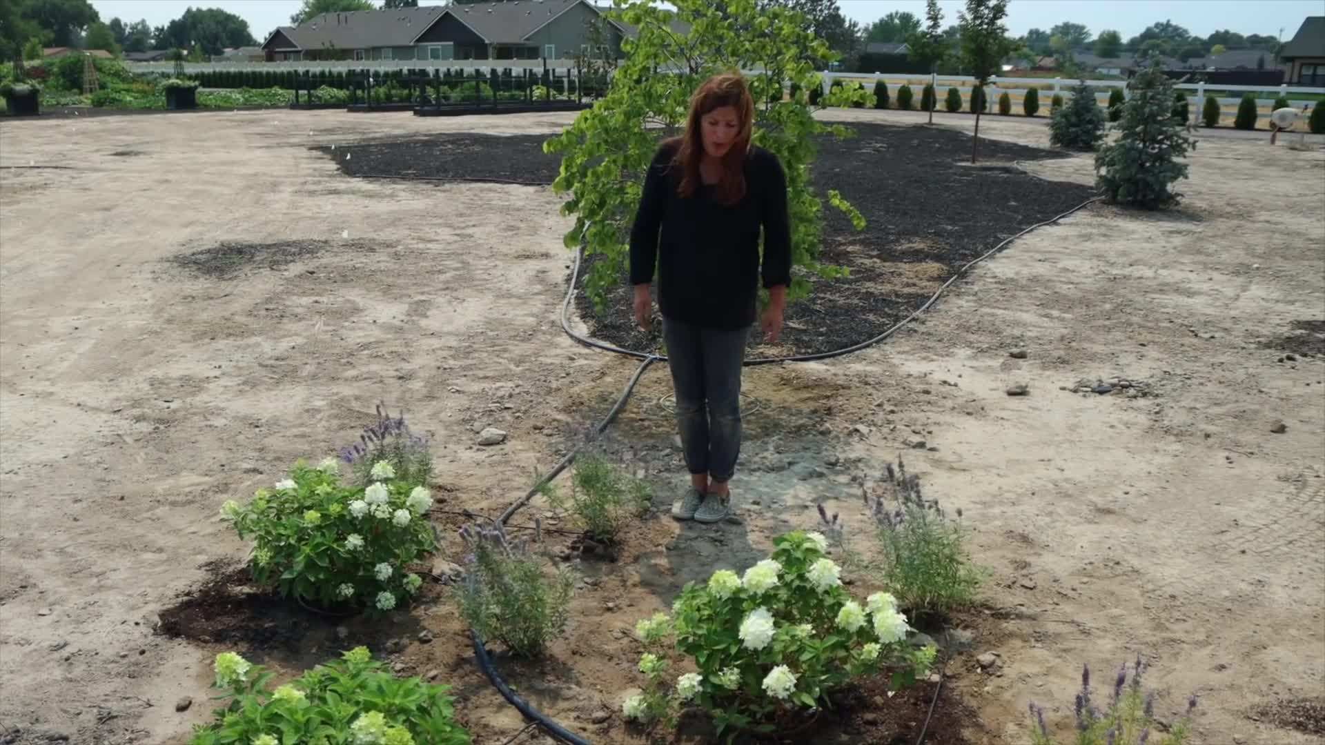 Pruning demonstration for Fire Light Tidbit™ HYDRANGEA