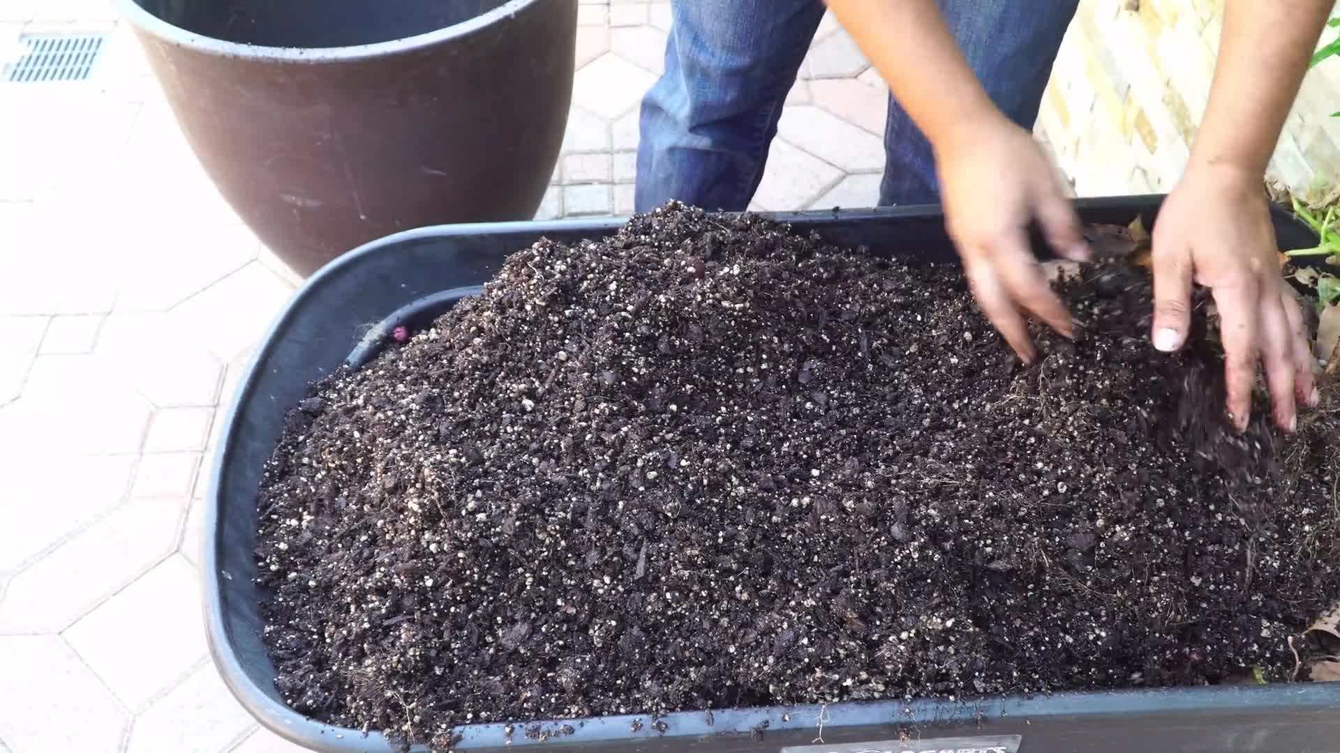 Potatoes planted in trenches with sprouts facing up