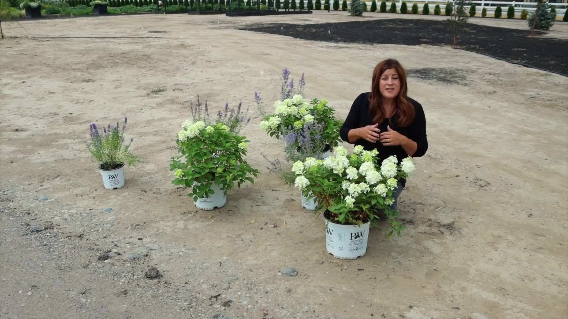 Pruning demonstration for Limelight Prime™ Hydrangea