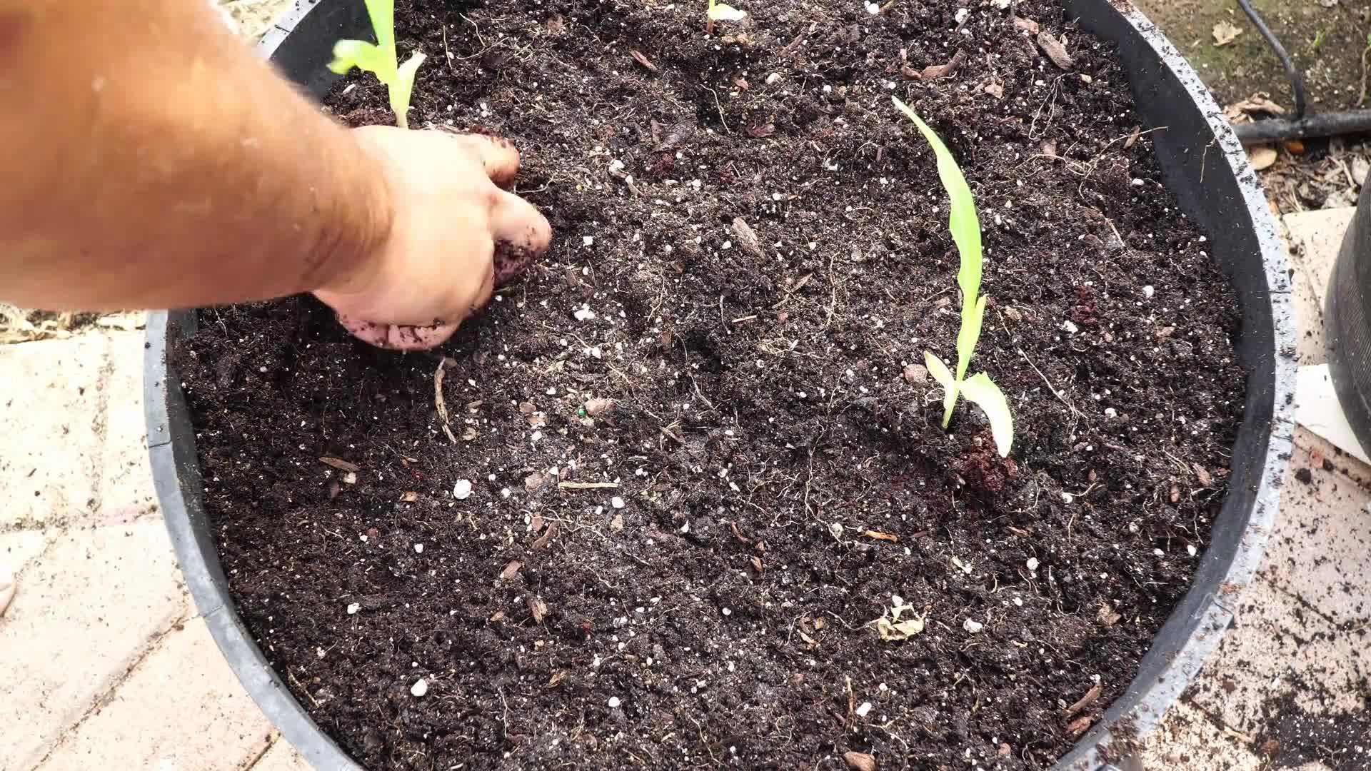 Preparing the Garden Soil