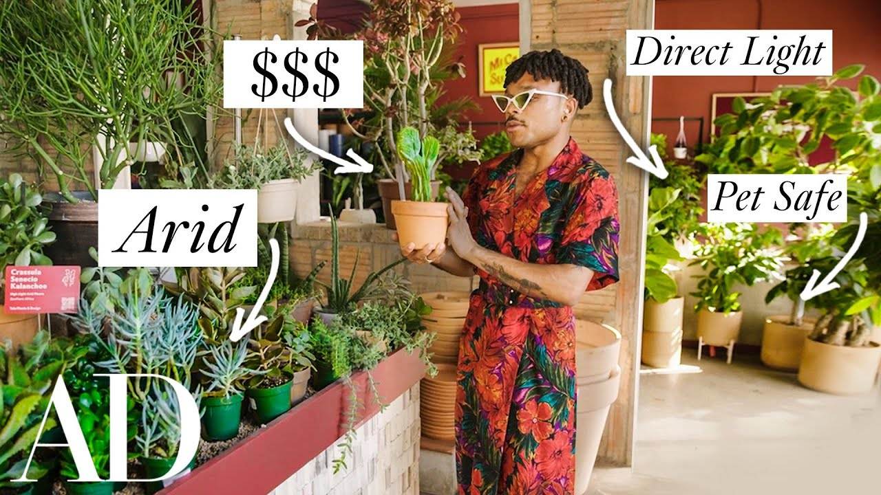 How to Shop for Houseplants: A Comprehensive Guide by Plant Expert Christopher Griffin