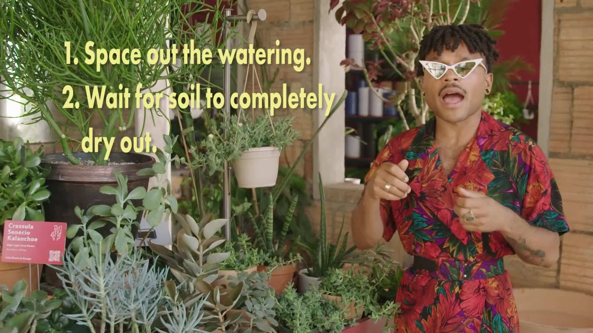 Pothos: An easy-to-care-for plant for beginners