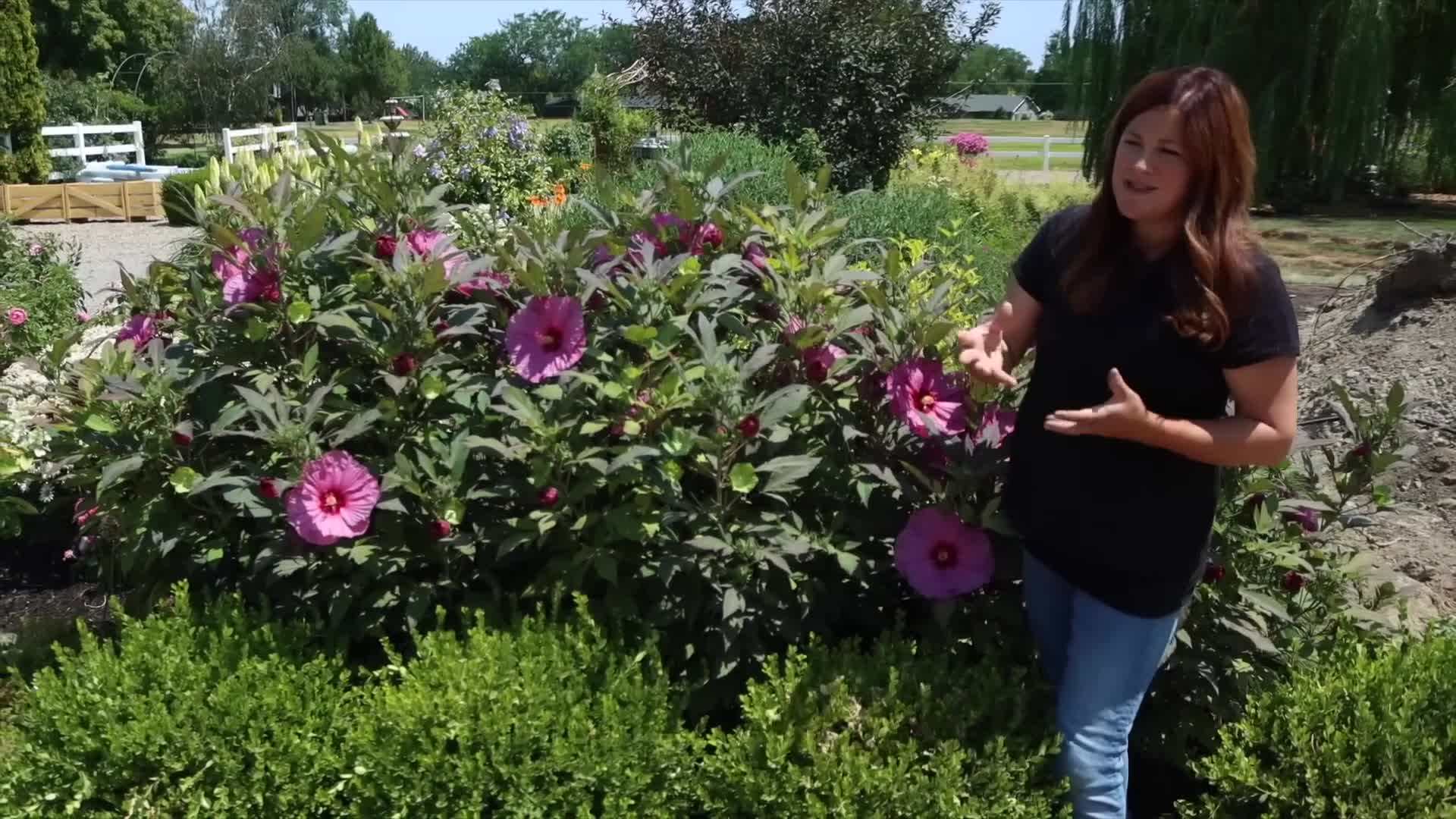 Stunning Magenta Blooms of the Summerific® 'Berry Awesome'