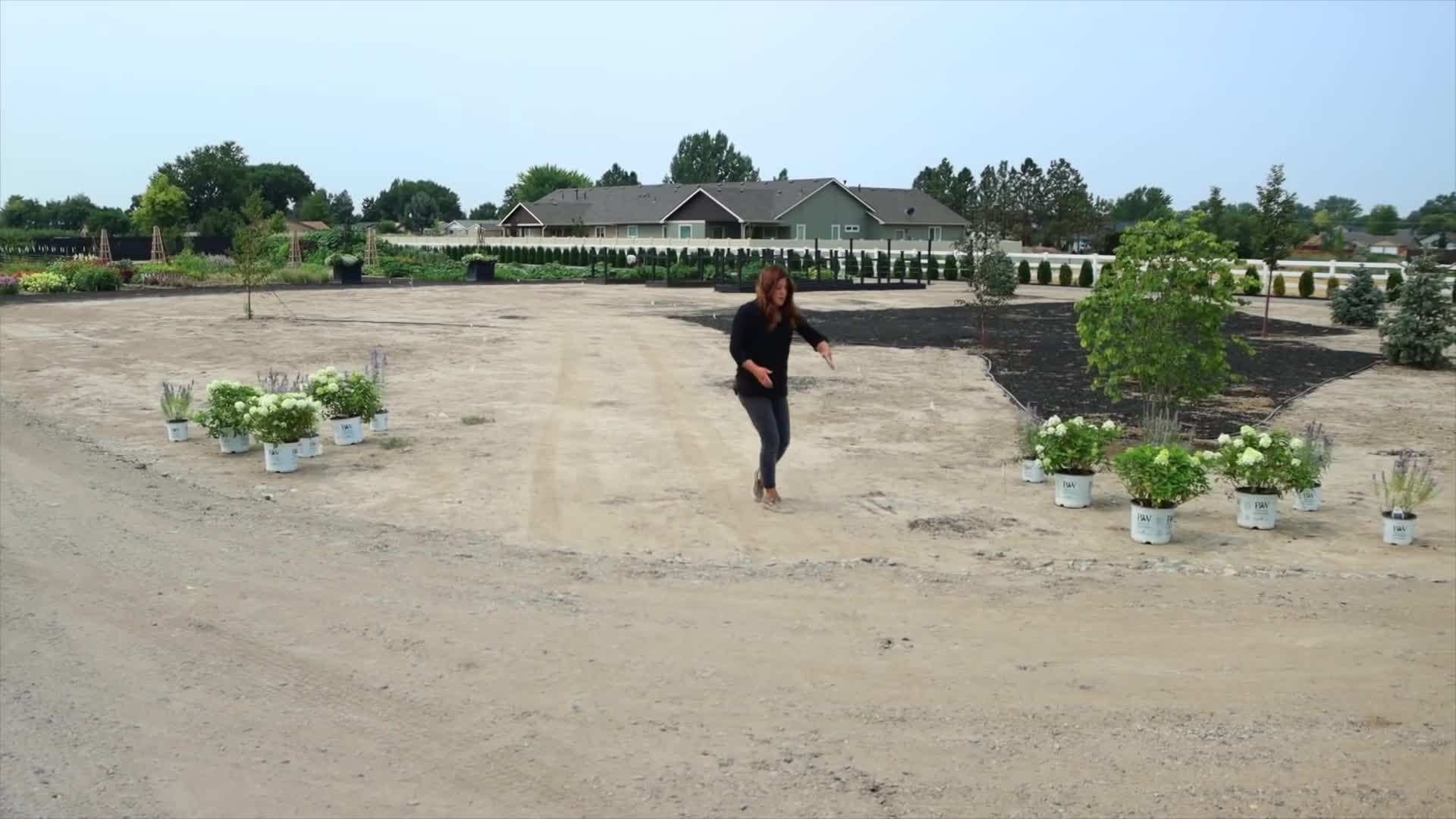 Limelight Prime™ Hydrangea in full bloom