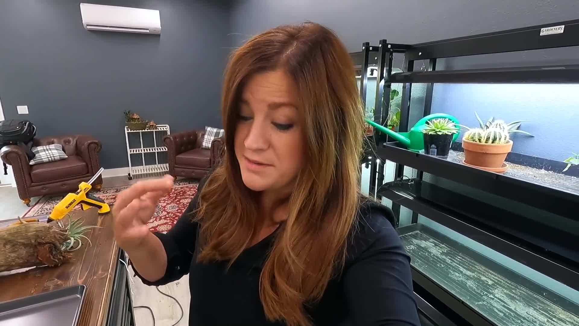 Hosta Blue Mouse Ears