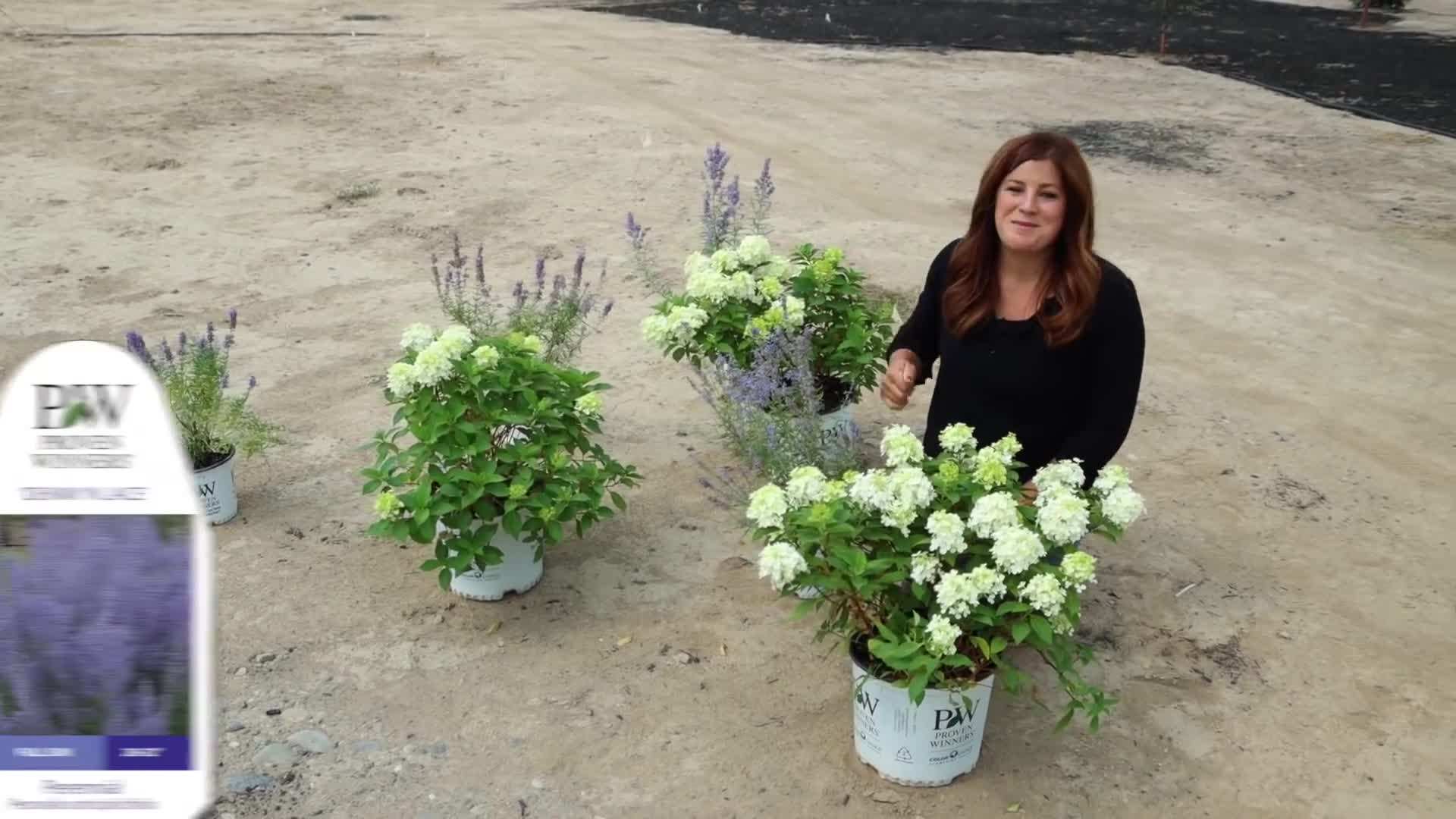 Close-up of Limelight Prime™ Hydrangea flowers