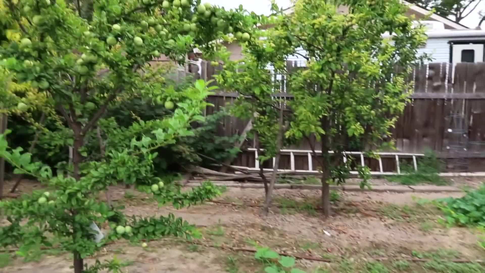 Thinning Fruit Trees - Proper technique for thinning fruit trees