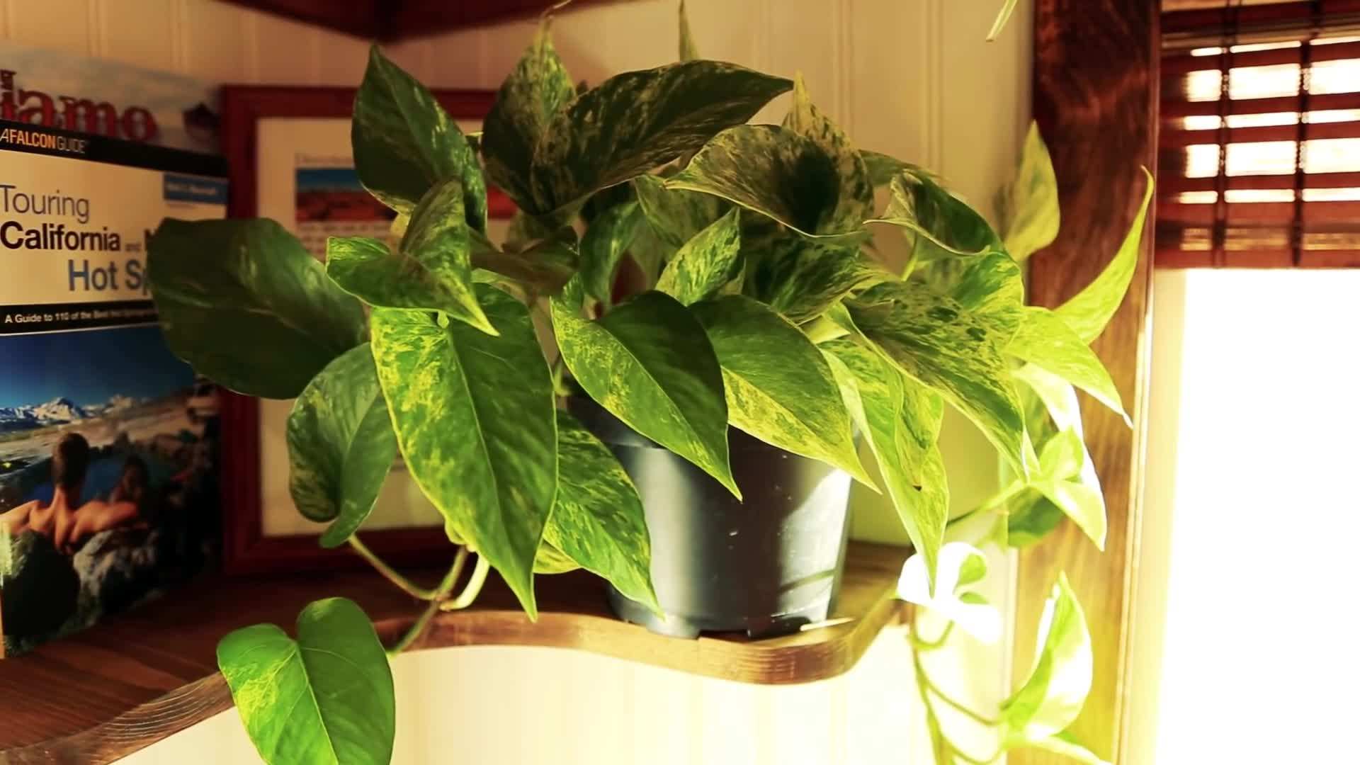 The interior of the Peacock tiny house is designed to maximize space and functionality