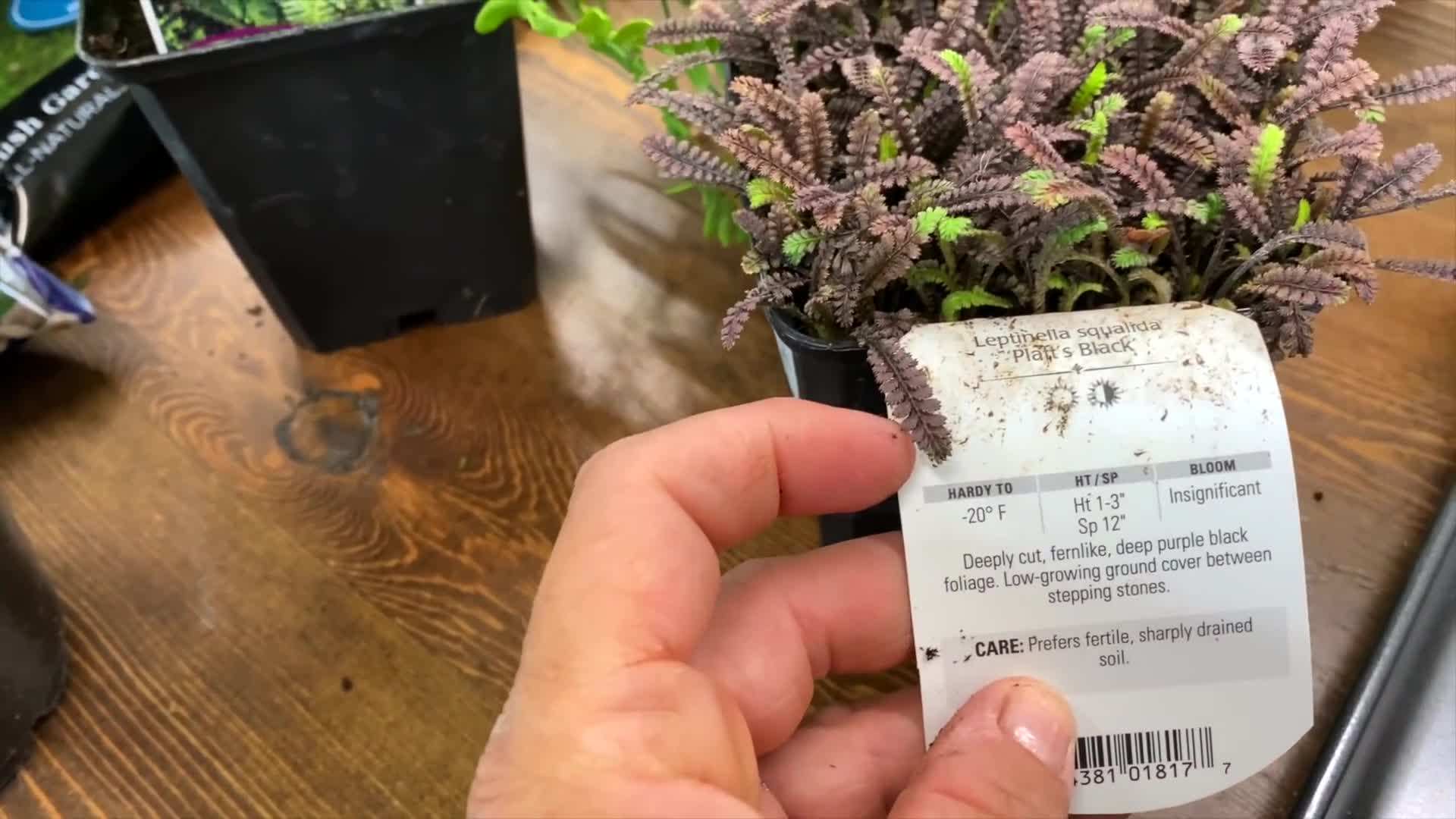 Leptinella Platt's Black