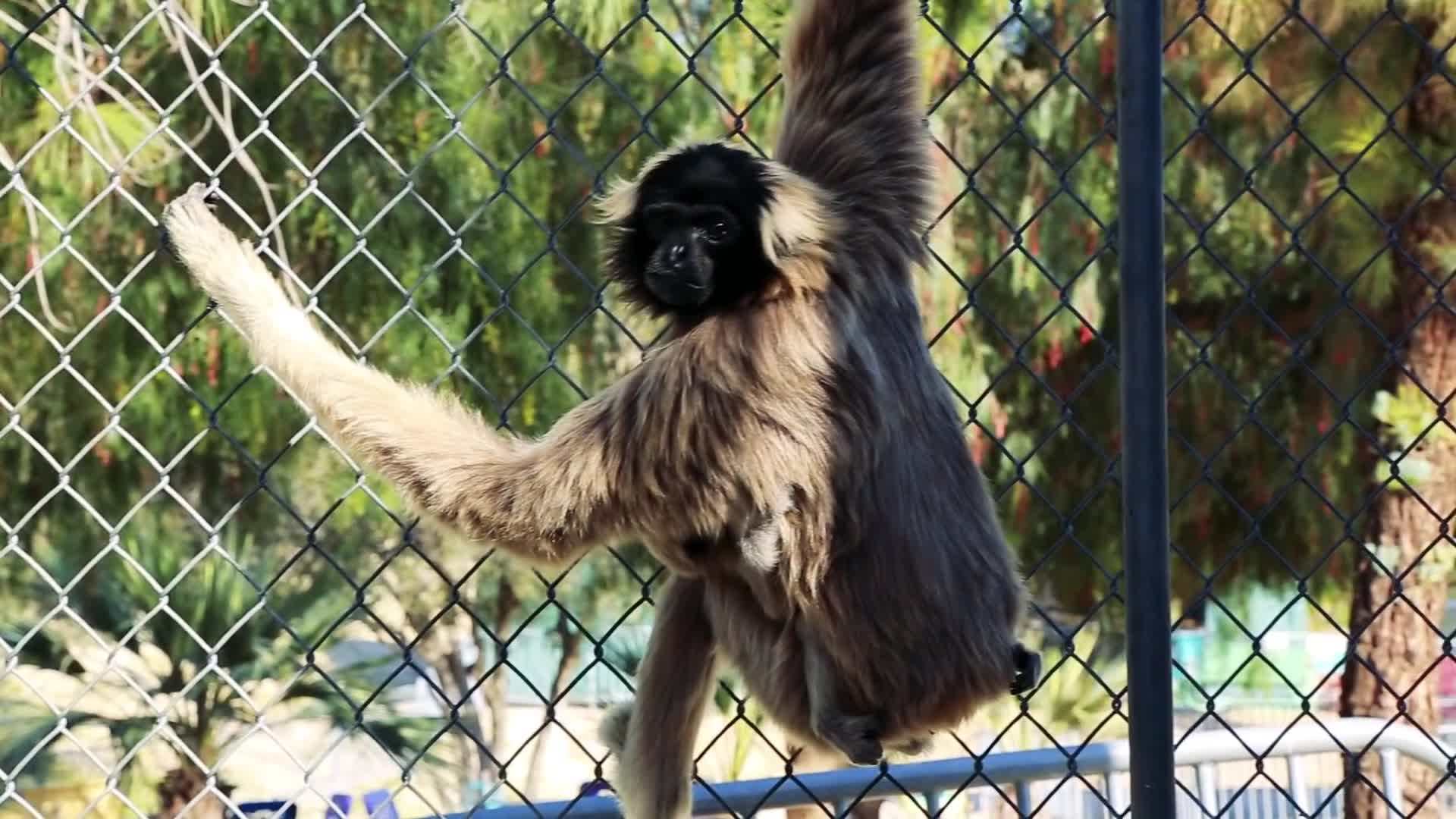Observing a group of gibbons interacting in their natural habitat