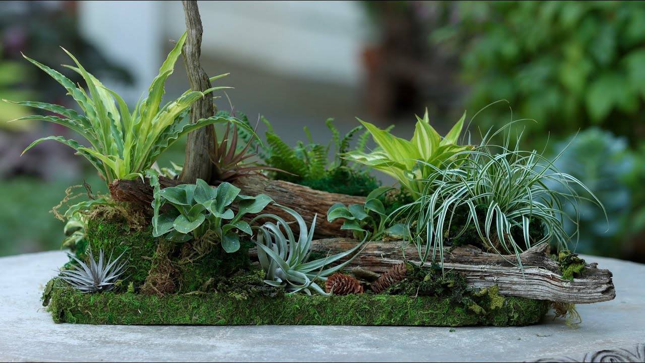 Create Your Own Miniature Woodland Tabletop Garden with These Essential Plants