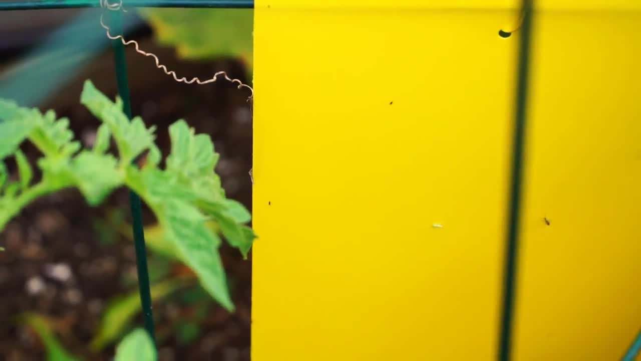 Sticky Whitefly Aphid Trap - Effective and Organic