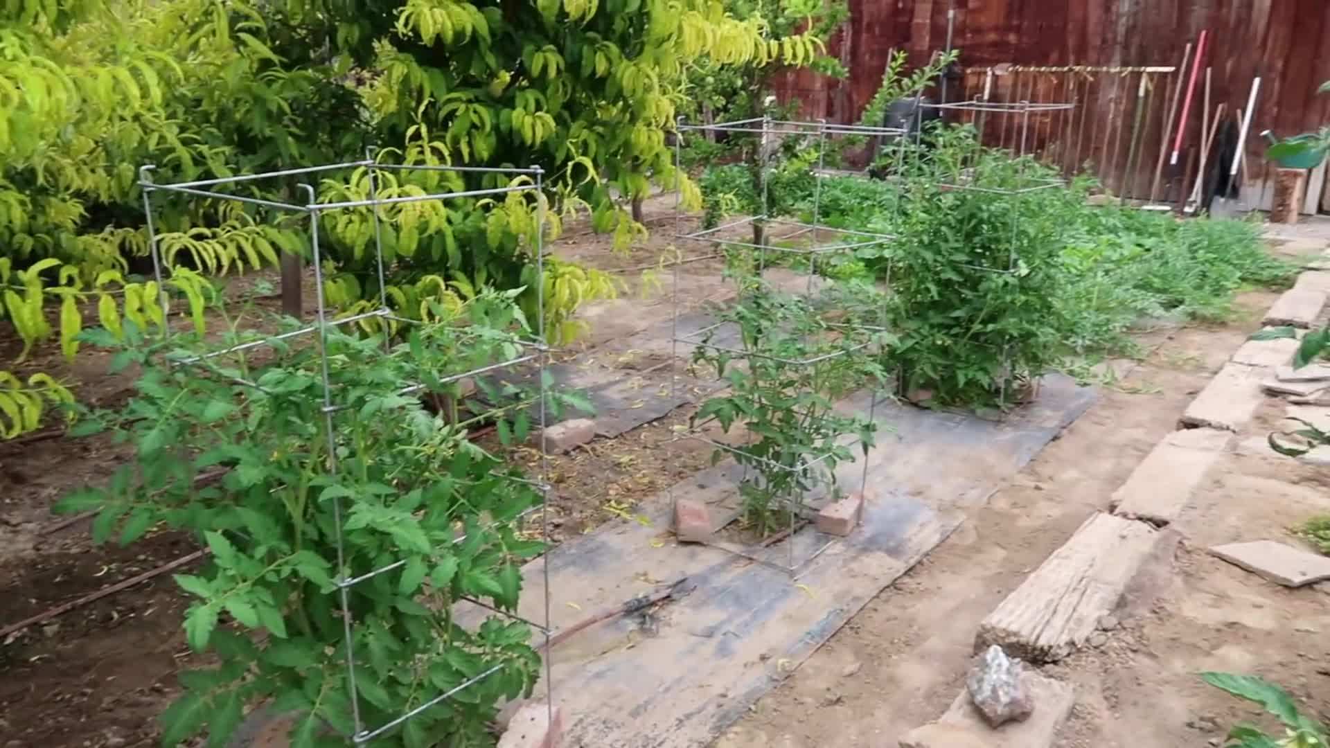 Pruning Tomatoes - Removing side shoots for better fruit production