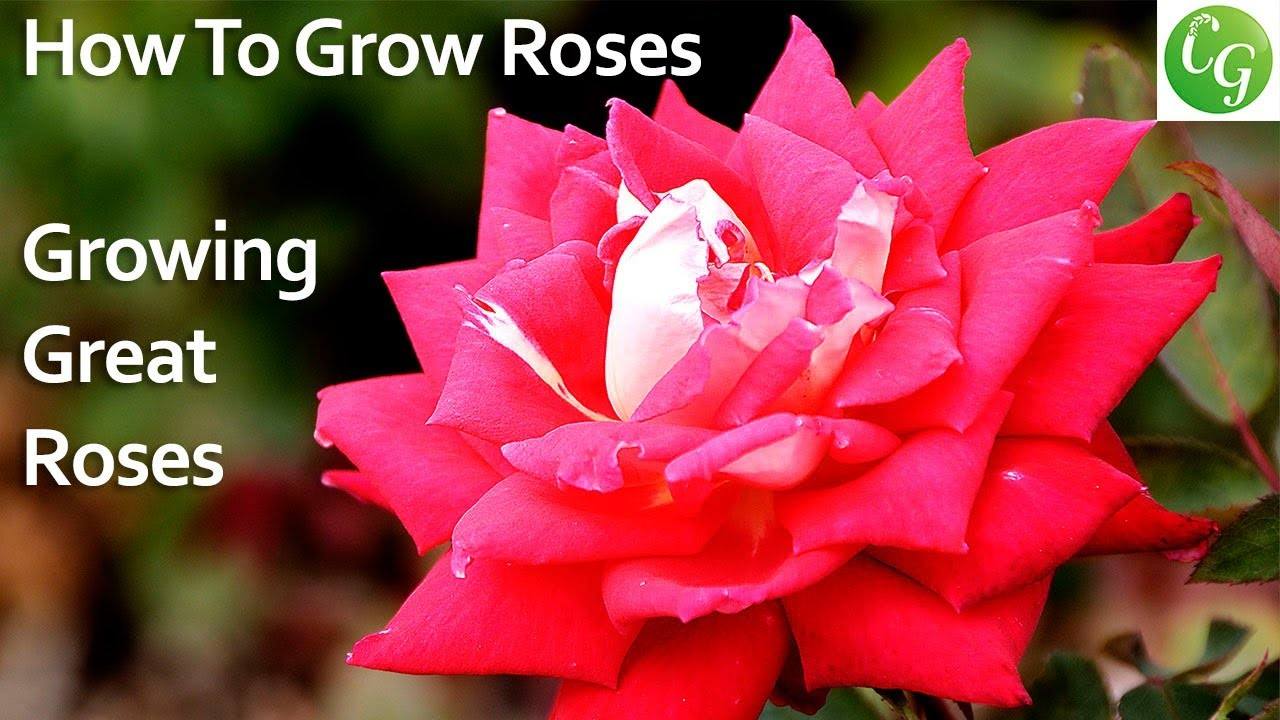 How to Grow Roses: A Complete Guide to Growing Beautiful Roses in Your Garden