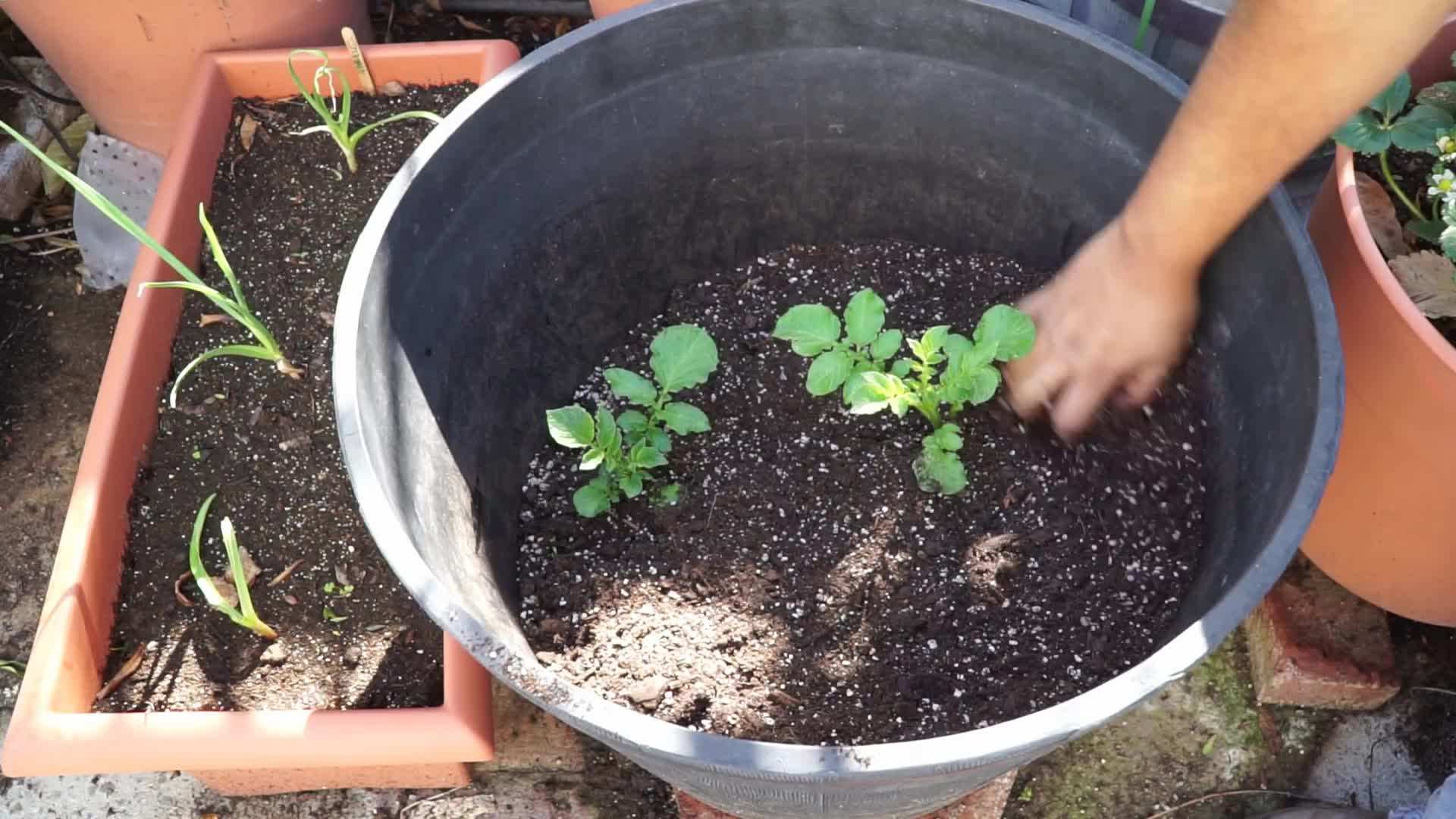 Applying slow-release fertilizer to the soil mix