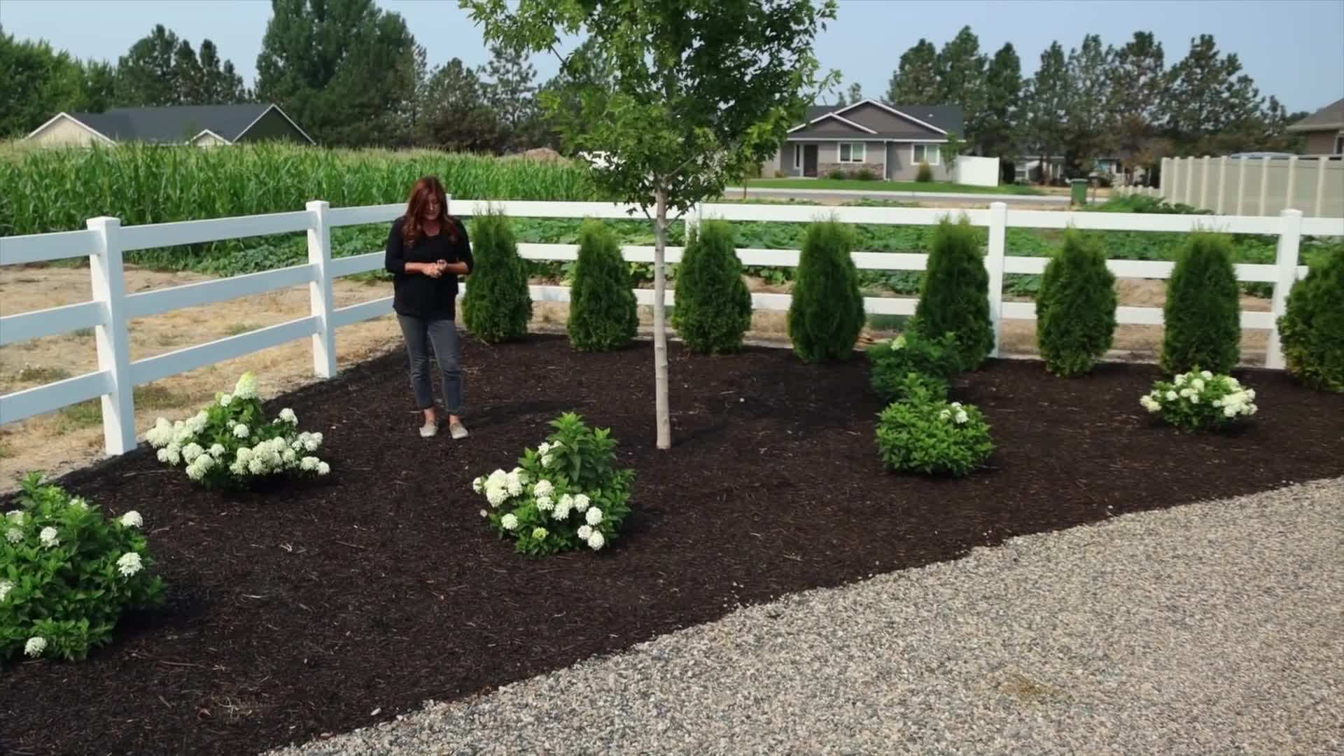 Quick Fire Fab™ Panicle Hydrangea in a garden landscape
