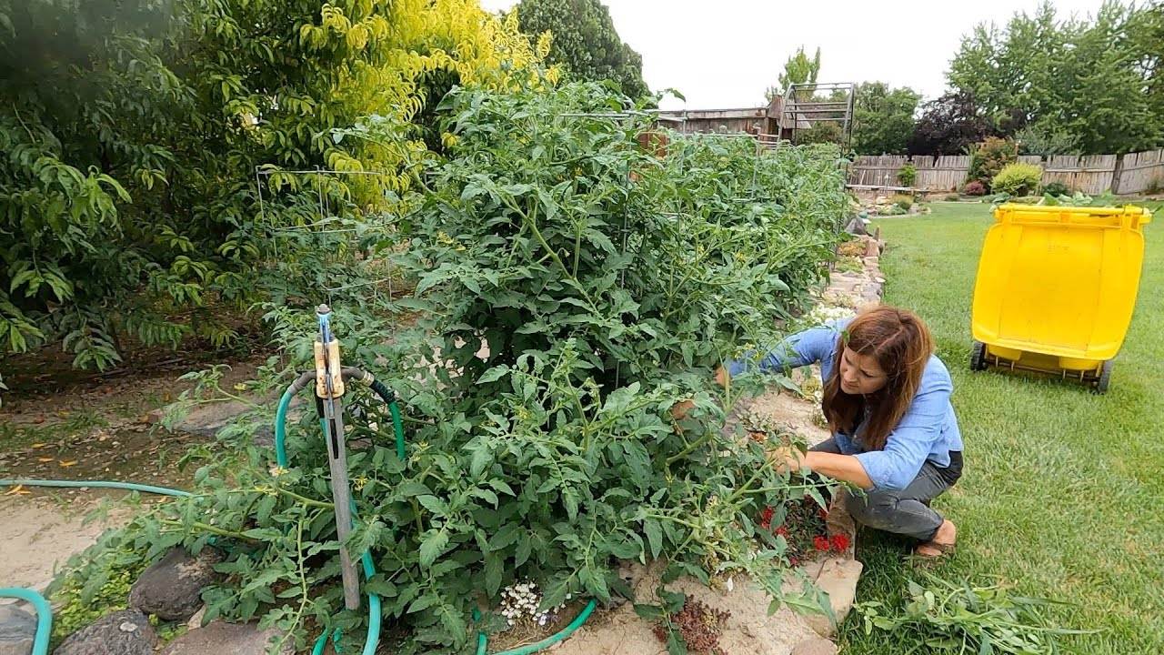 Working in My Grandparent’s Garden: Thinning Fruit Trees, Pruning Tomatoes & Weeding!