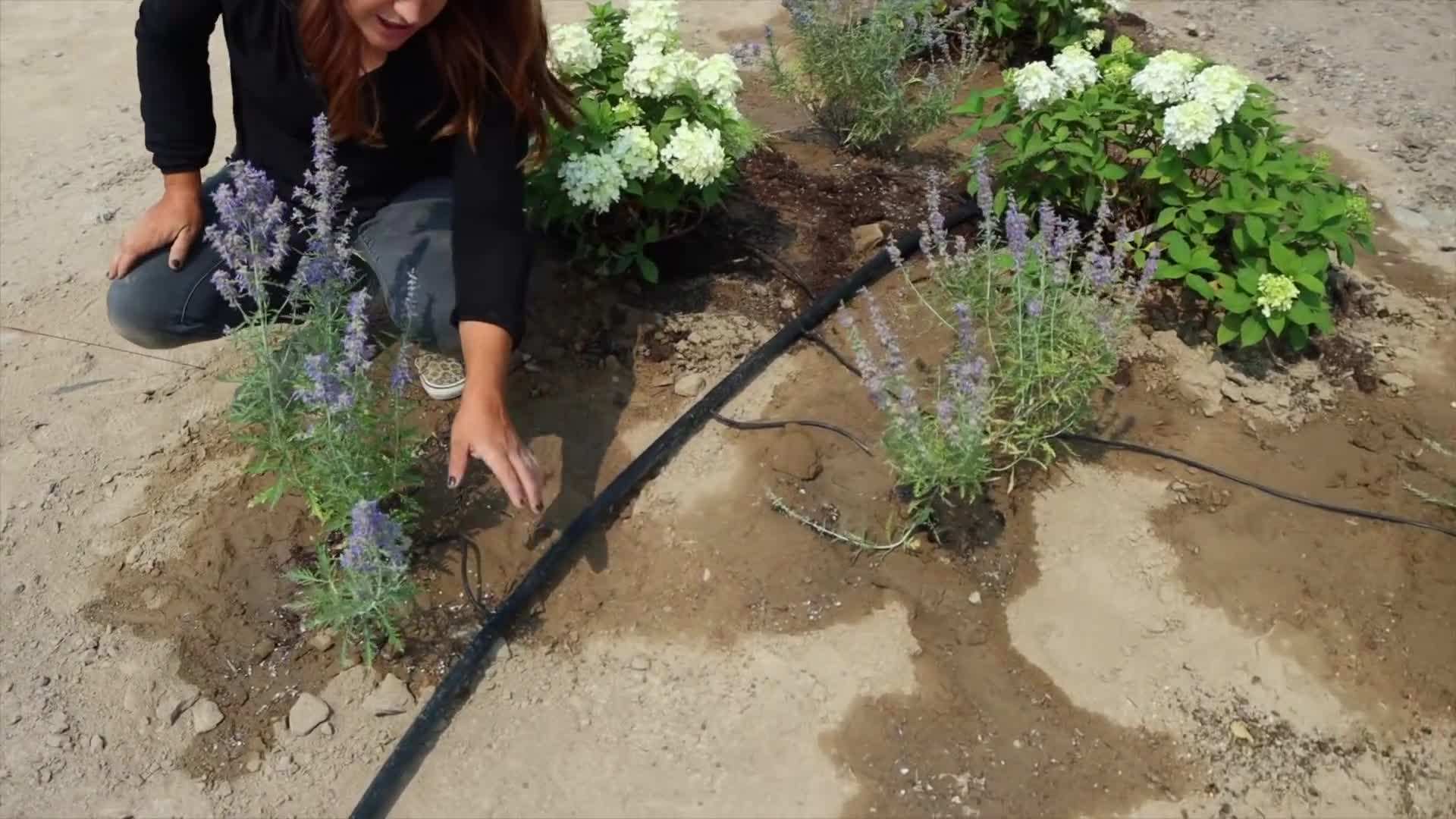 Close-up of Fire Light Tidbit™ HYDRANGEA flowers