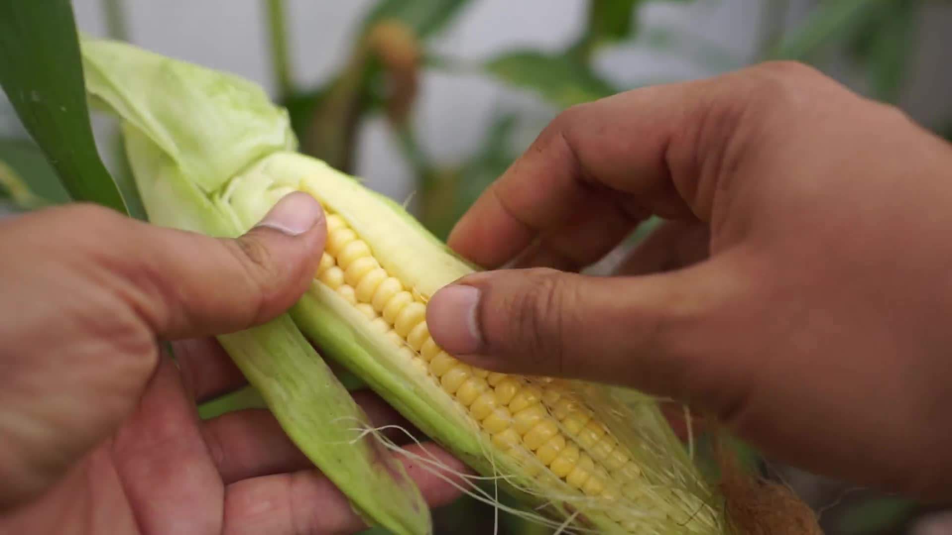 Freshly Harvested Corn