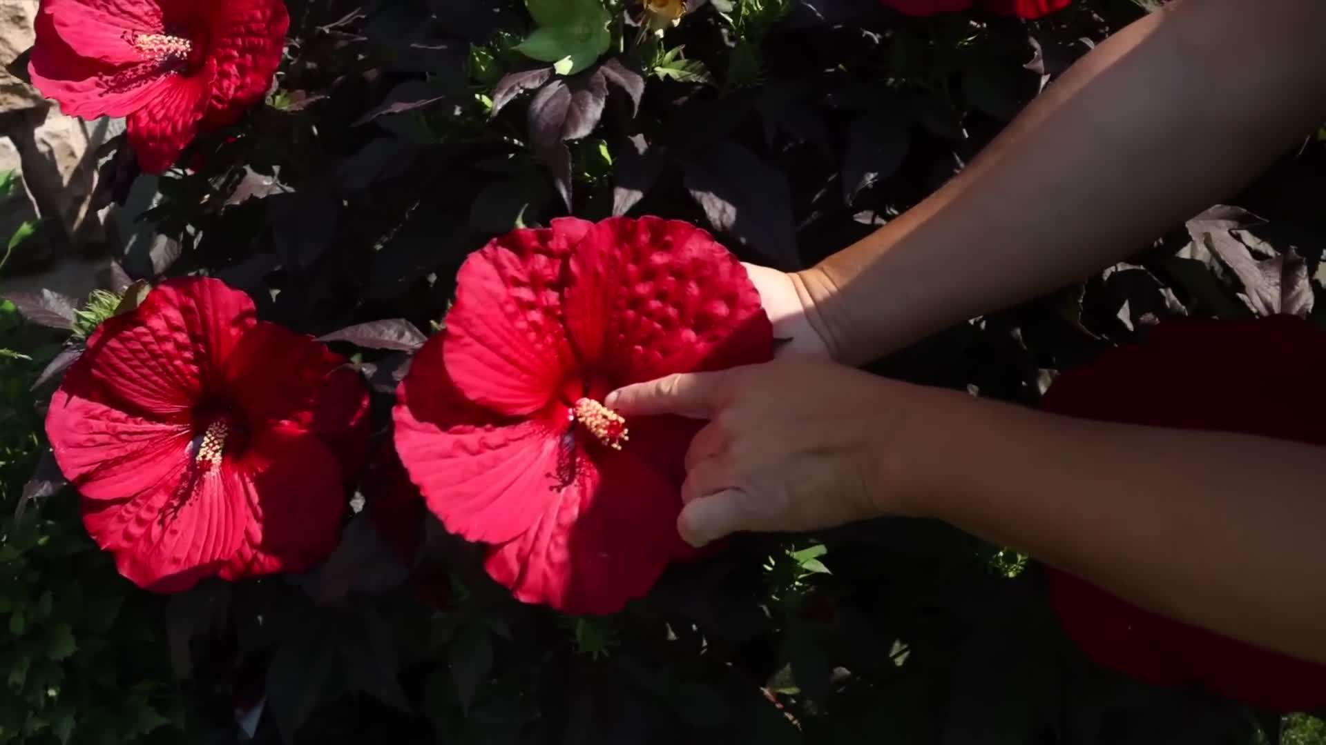 Lush and Vibrant Summerific® 'Evening Rose' Hibiscus