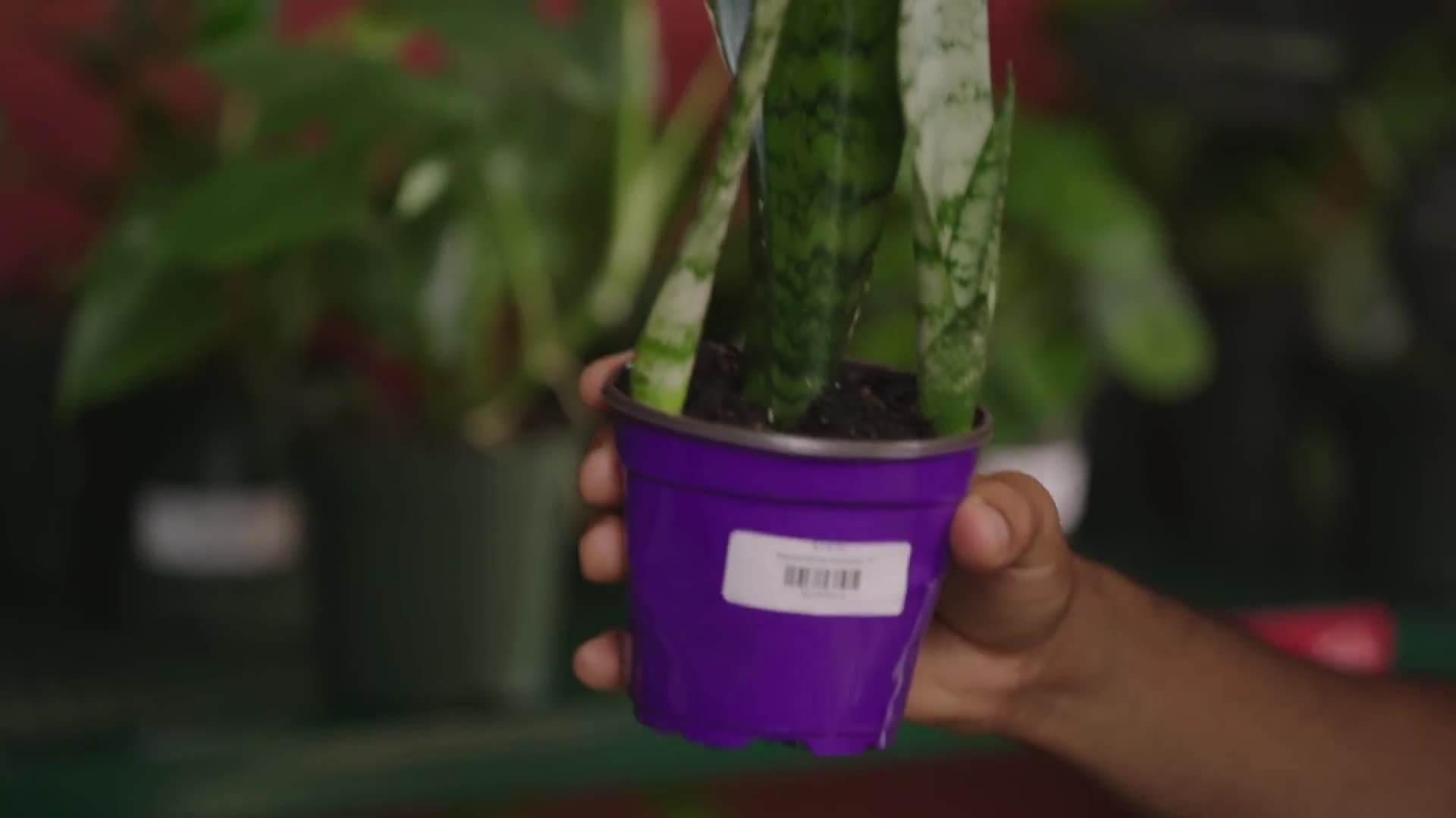 Assessing natural light intensity in a south-facing room