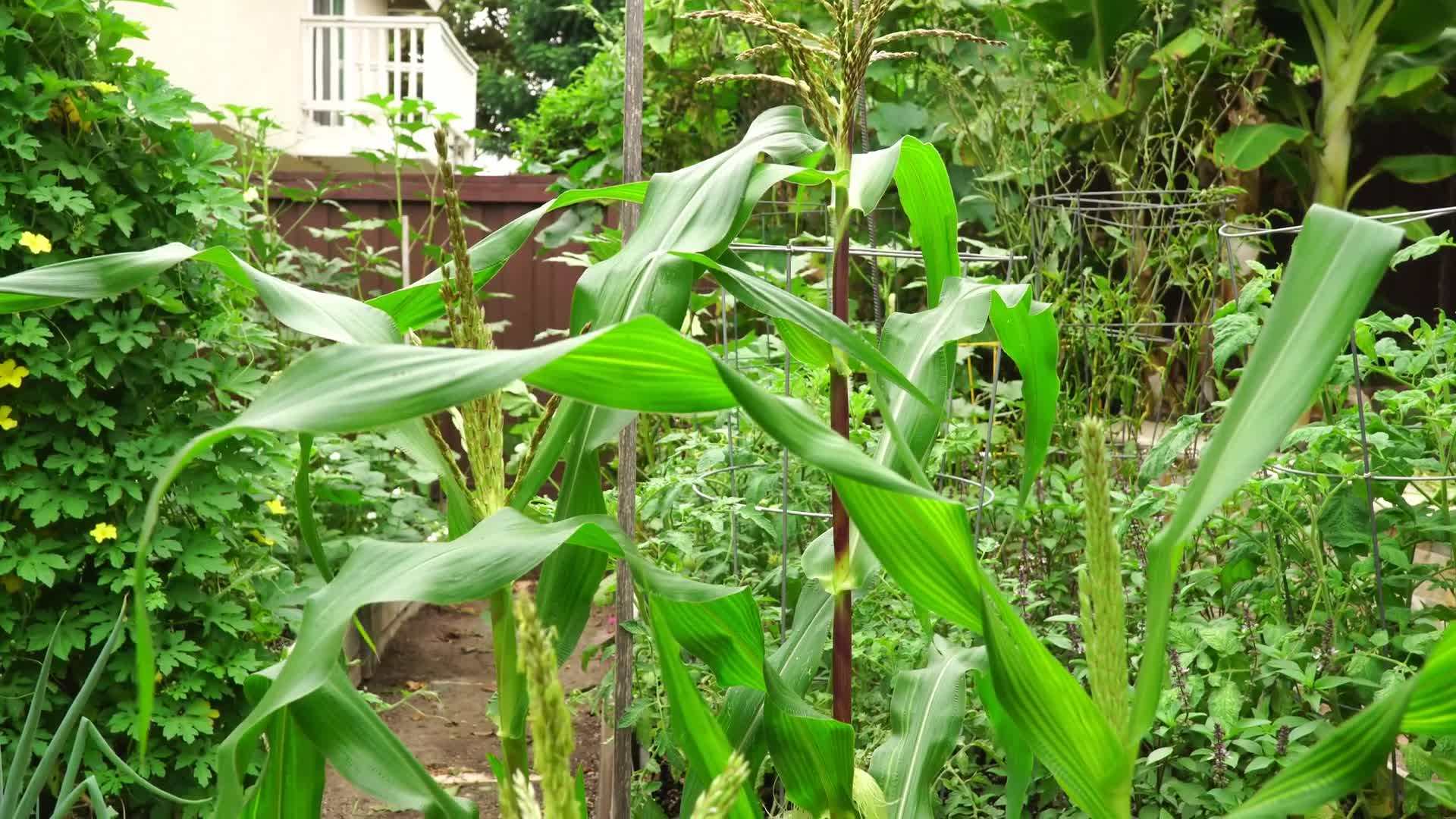 Planting and Spacing the Corn Seeds