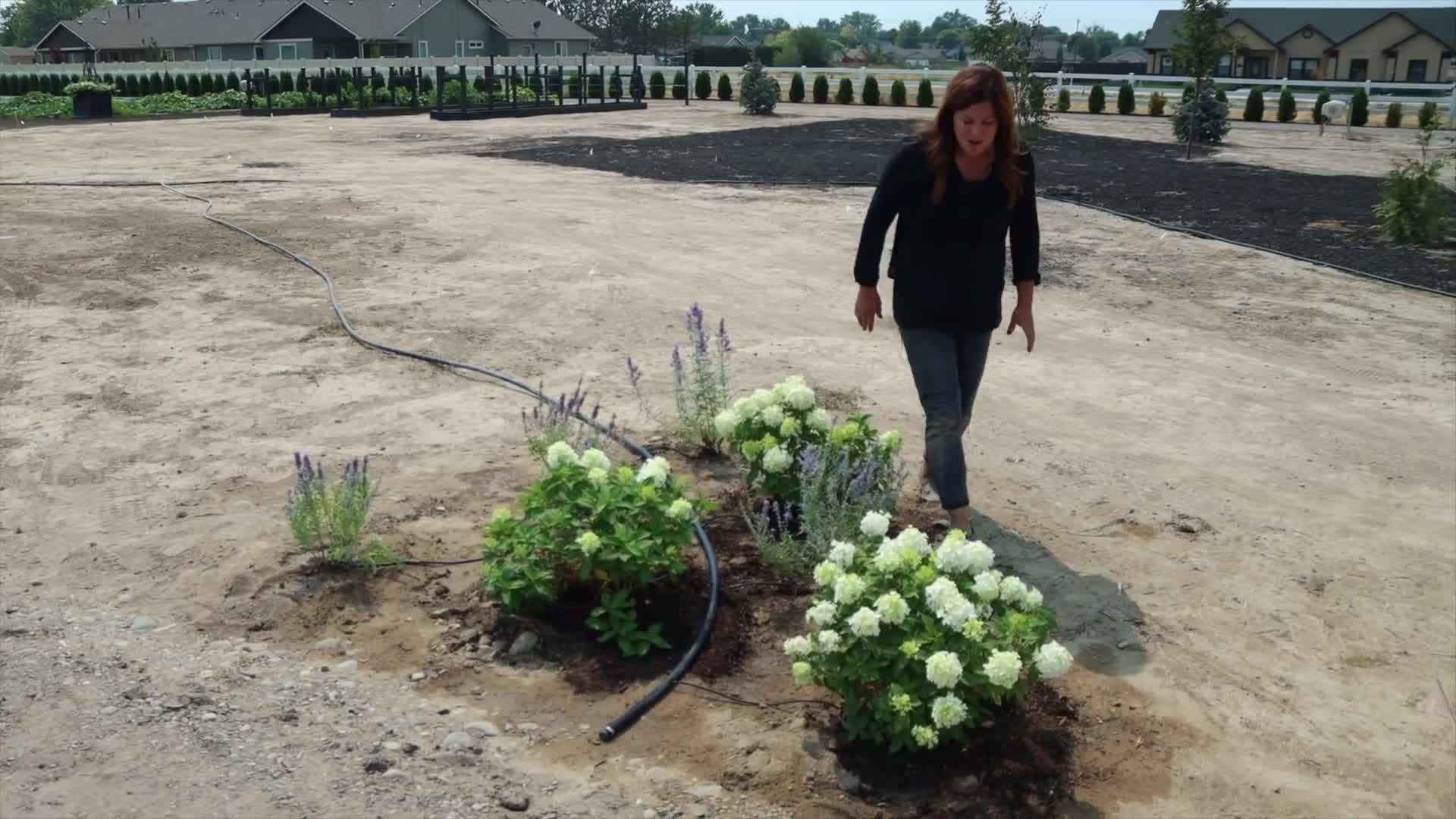 Fire Light Tidbit™ HYDRANGEA in a garden container