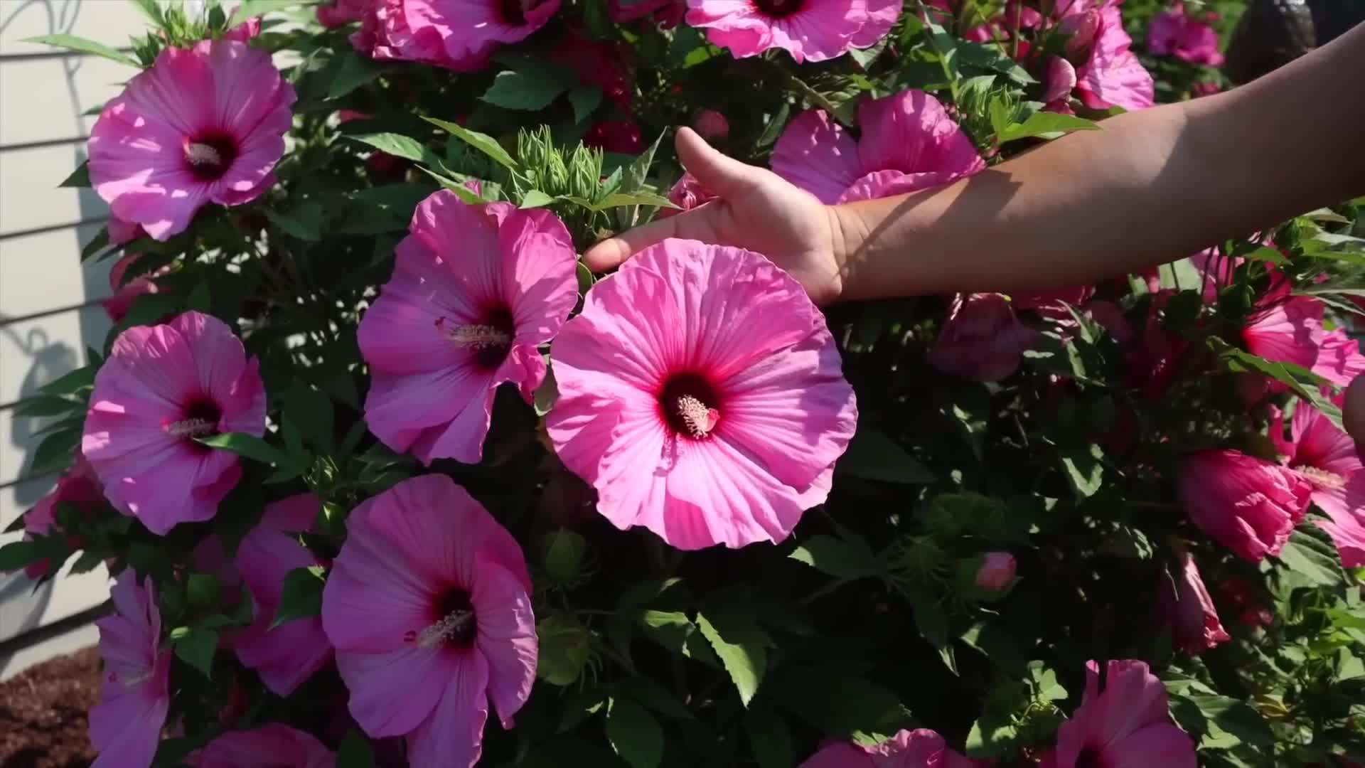 Close-up of the Vibrant Pink and White Blooms
