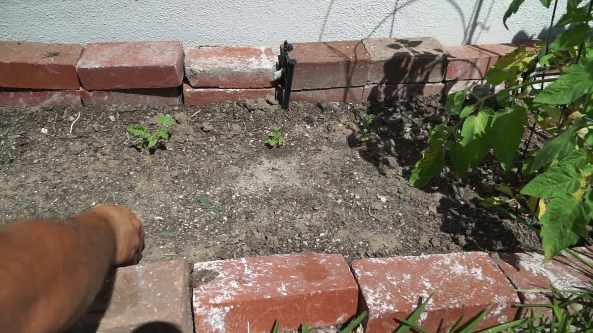 Harvesting Ripe Corn