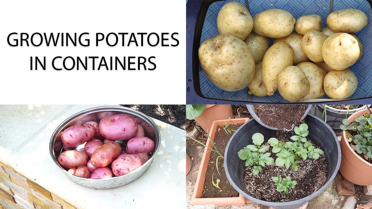 Red vs White Potato - Growing & Harvesting Potatoes In Containers